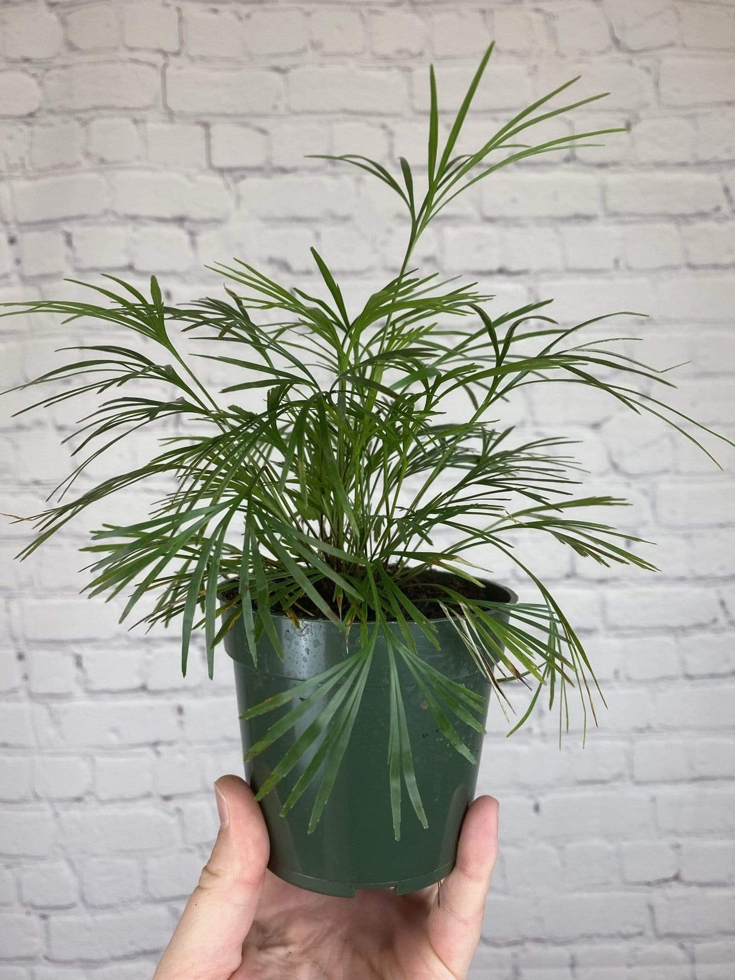 Plant Goals Plant Shop 4" Eyelash Fern | Actiniopteris Australis