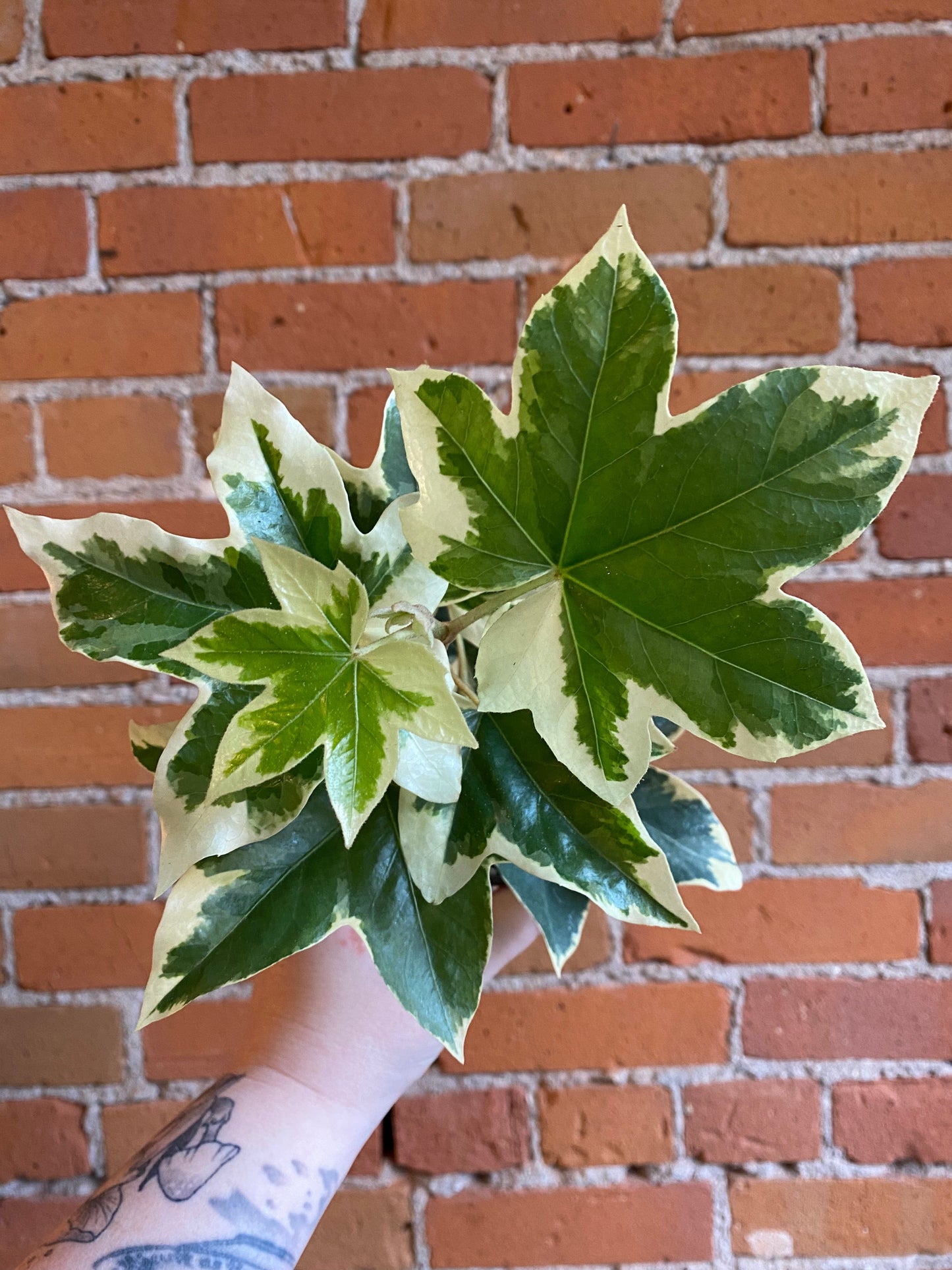 Plant Goals Plant Shop 4" Fatshedera Variegated Pi