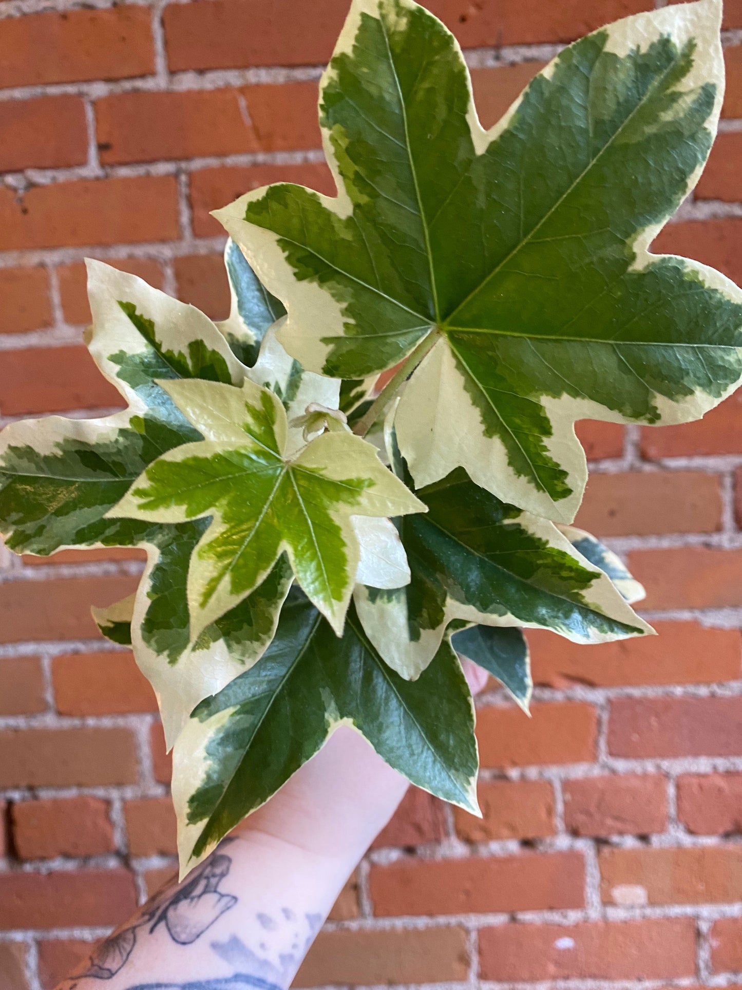 Plant Goals Plant Shop 4" Fatshedera Variegated Pi