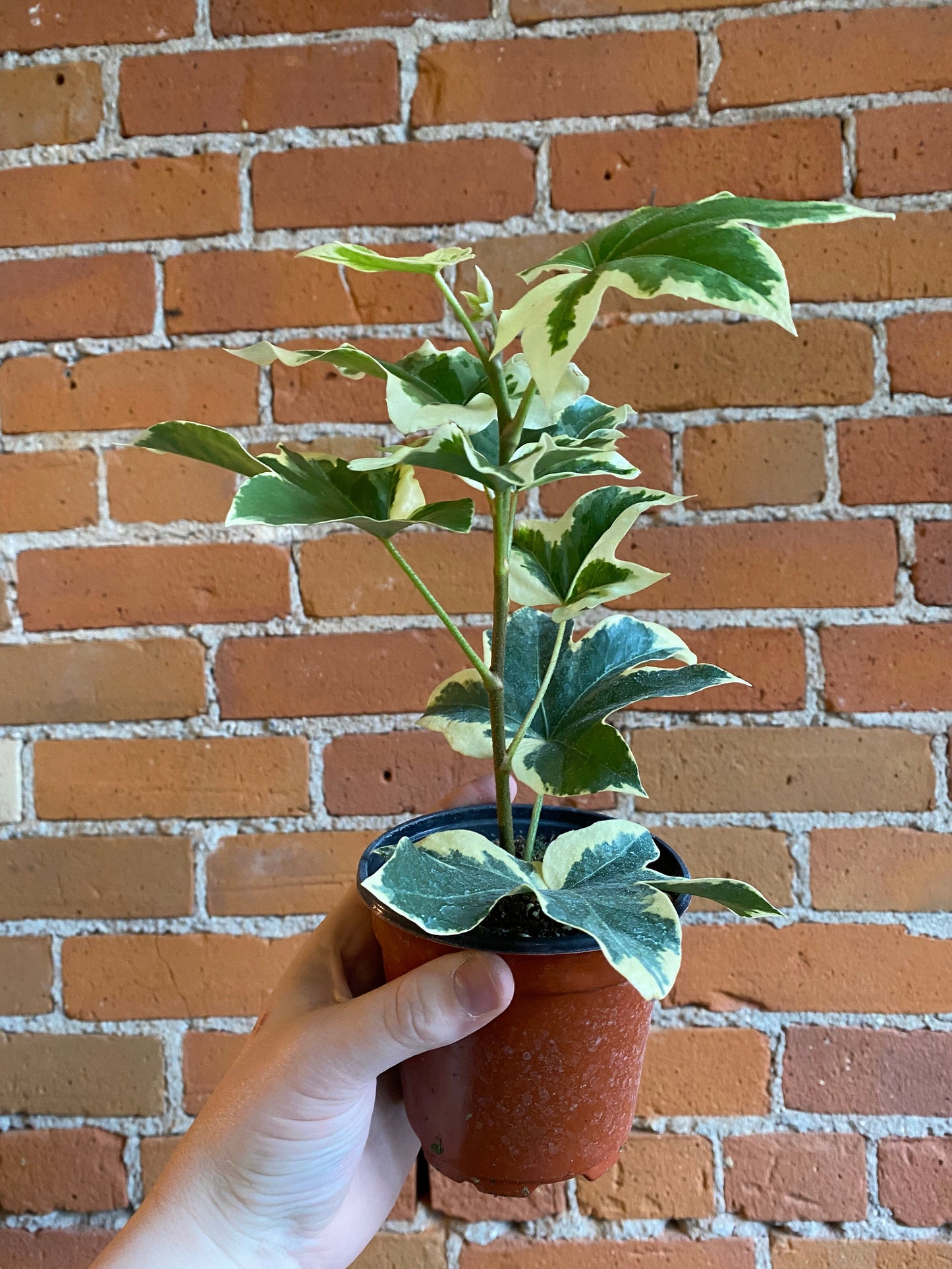Plant Goals Plant Shop 4" Fatshedera Variegated Pi