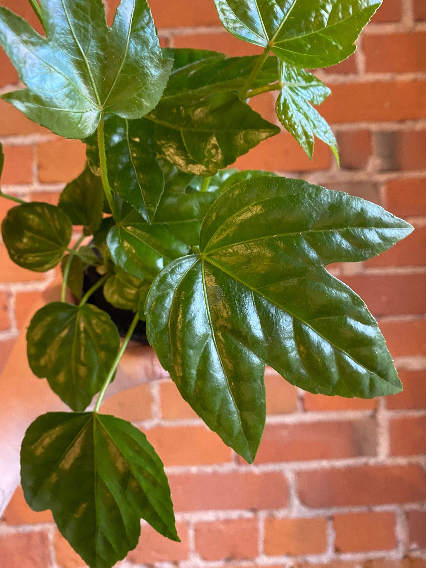 Plant Goals Plant Shop 4" Fatsia Japonica
