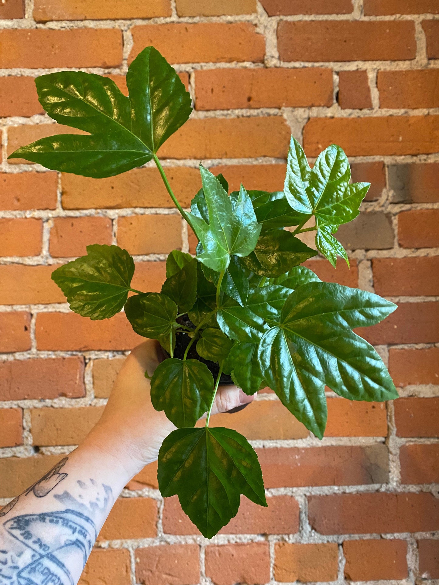 Plant Goals Plant Shop 4" Fatsia Japonica