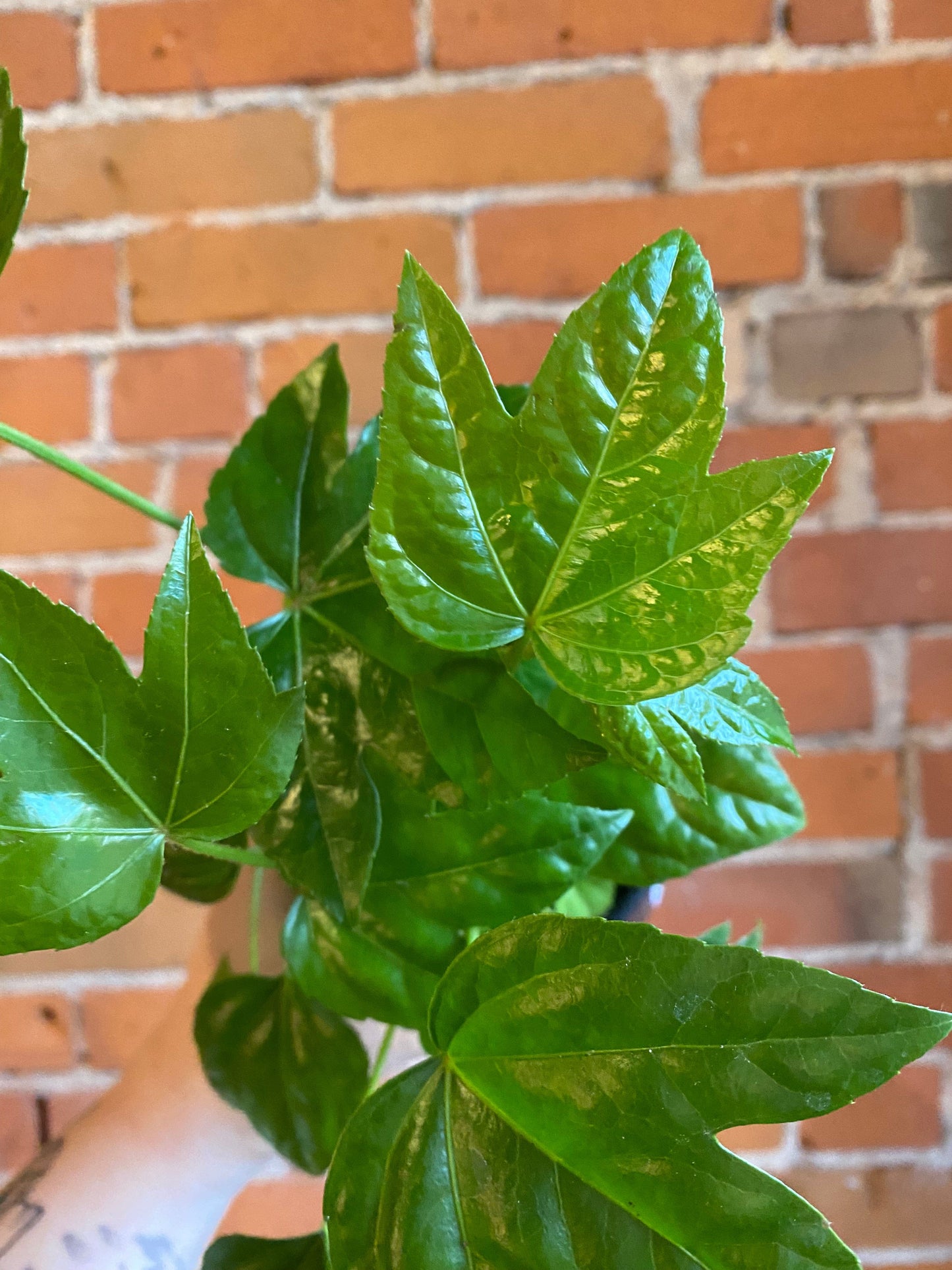 Plant Goals Plant Shop 4" Fatsia Japonica