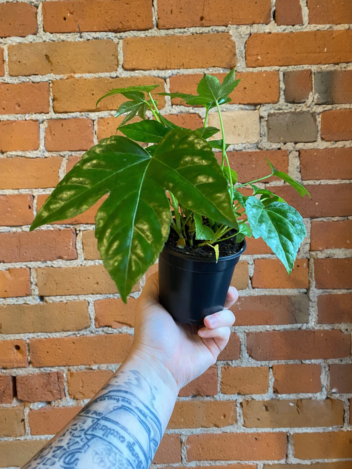 Plant Goals Plant Shop 4" Fatsia Japonica