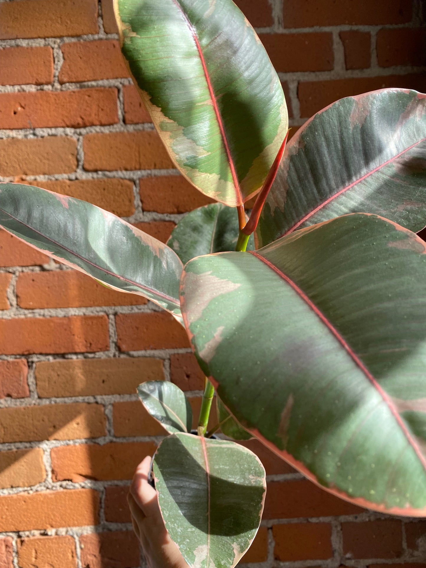 Plant Goals Plant Shop 4" Ficus Elastica Ruby