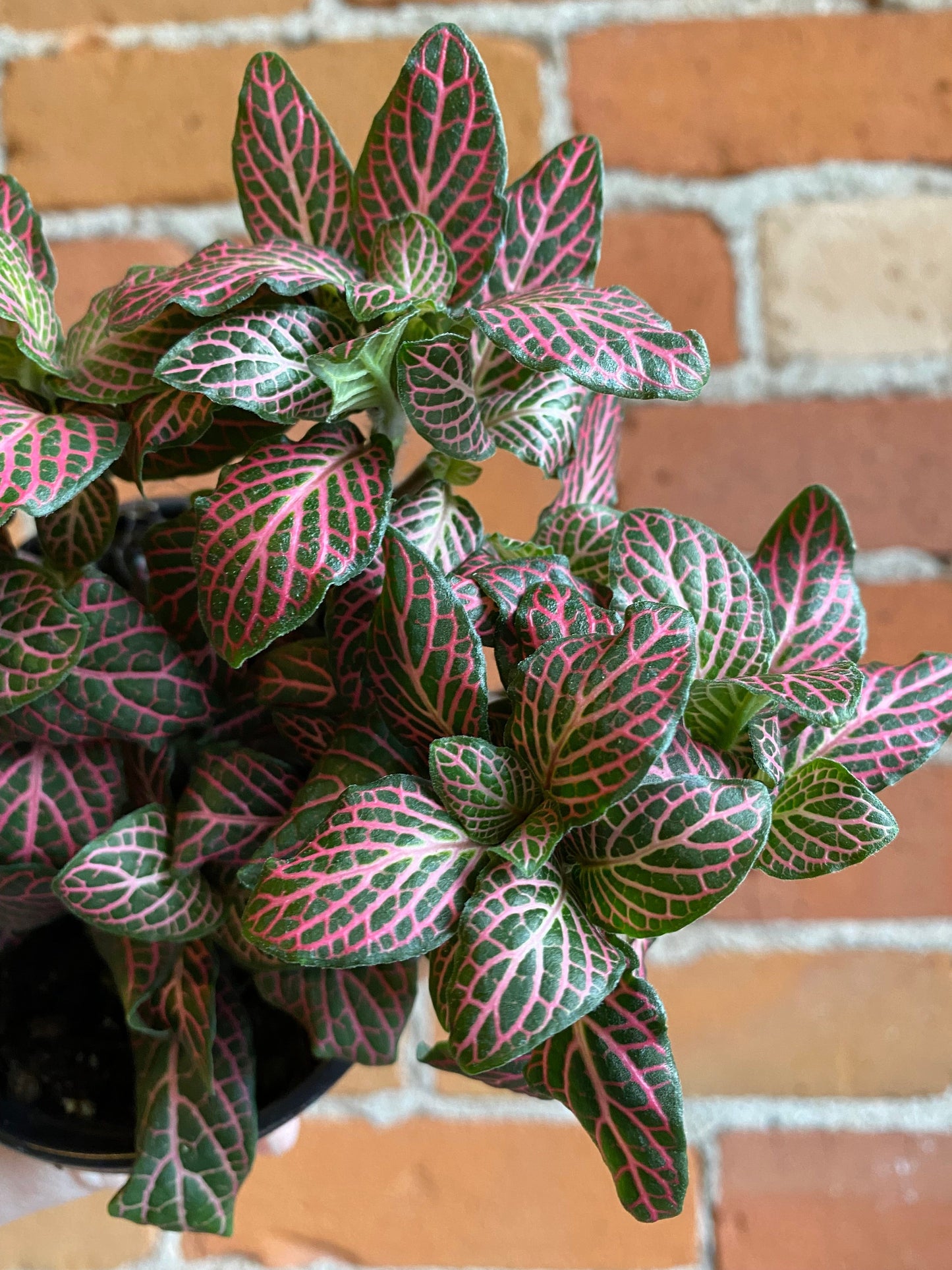 Plant Goals Plant Shop 4" Fittonia Pink