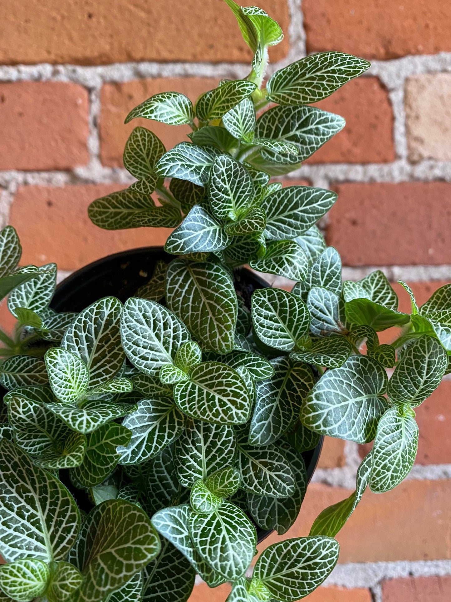 Plant Goals Plant Shop 4" Fittonia White