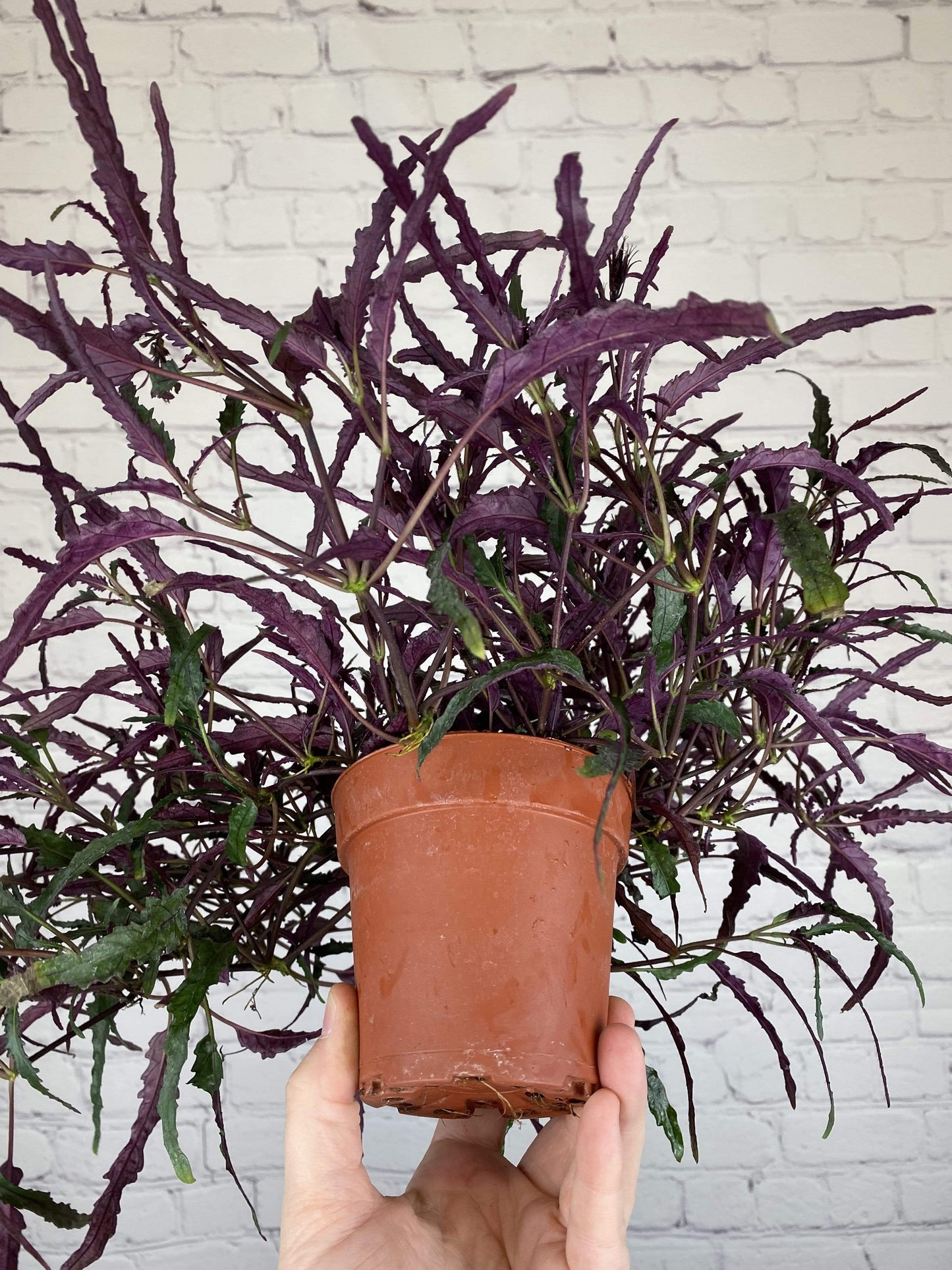 Plant Goals Plant Shop 4" Hemigraphis Dragon's Tongue