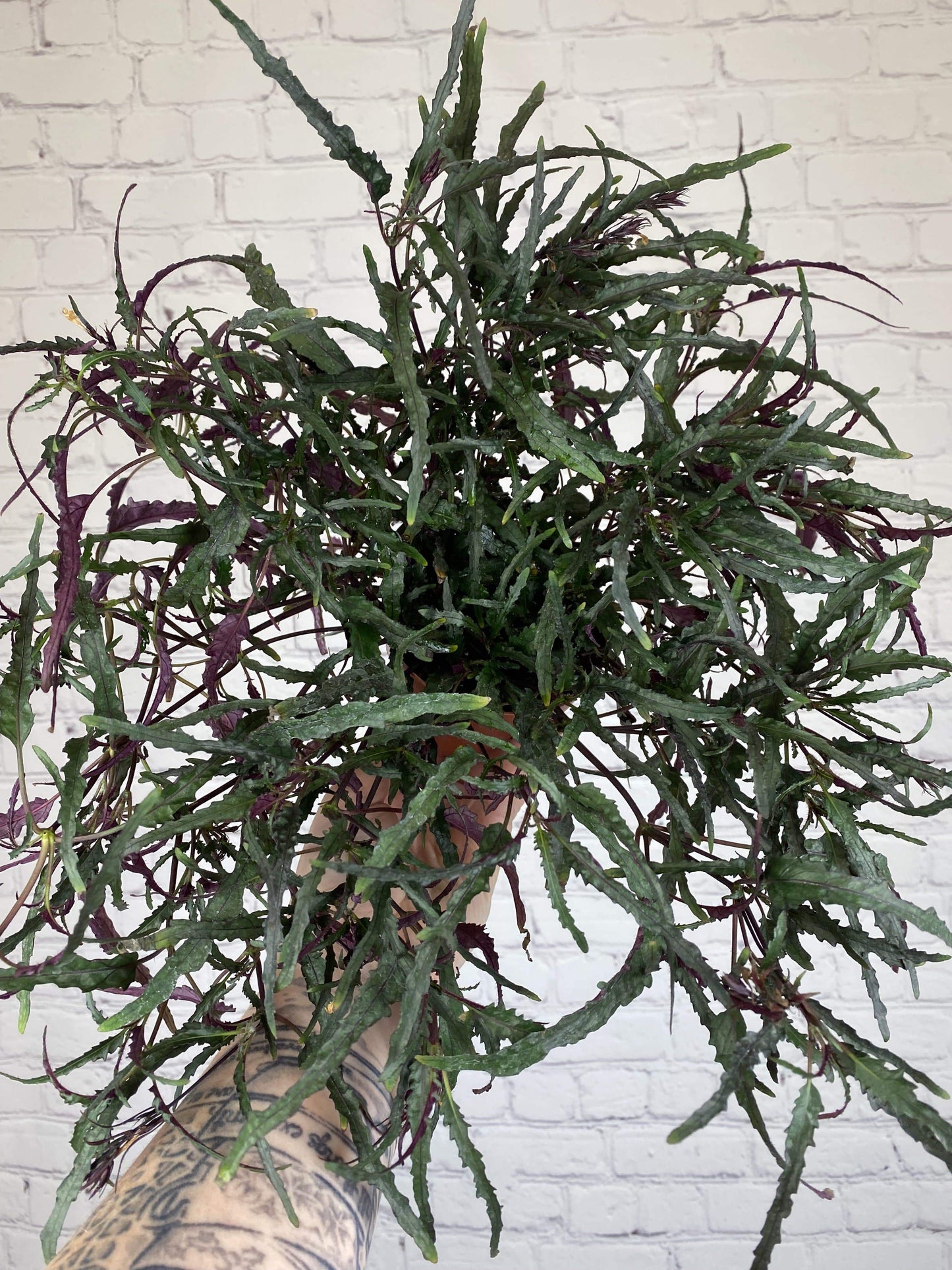 Plant Goals Plant Shop 4" Hemigraphis Dragon's Tongue