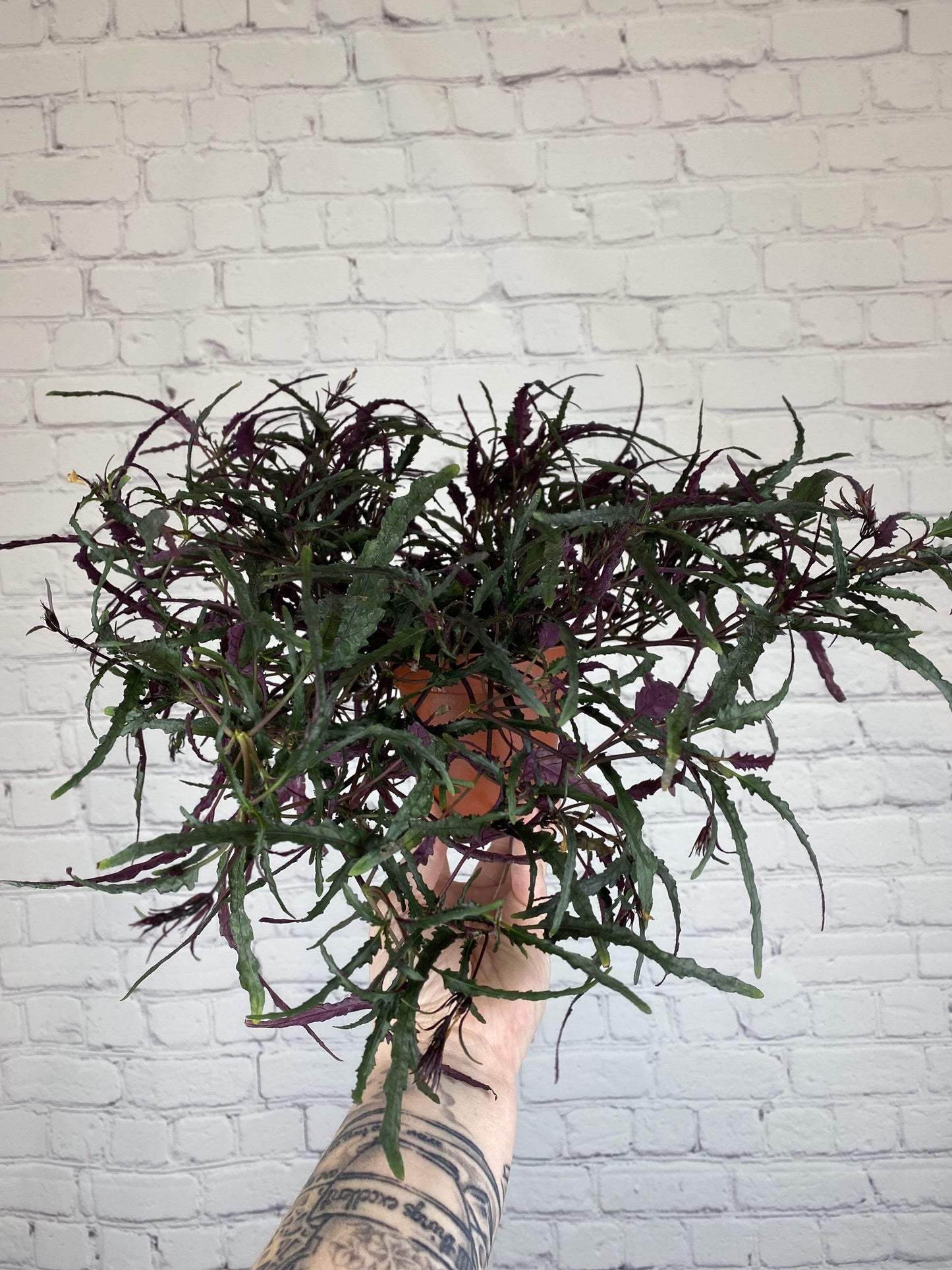 Plant Goals Plant Shop 4" Hemigraphis Dragon's Tongue