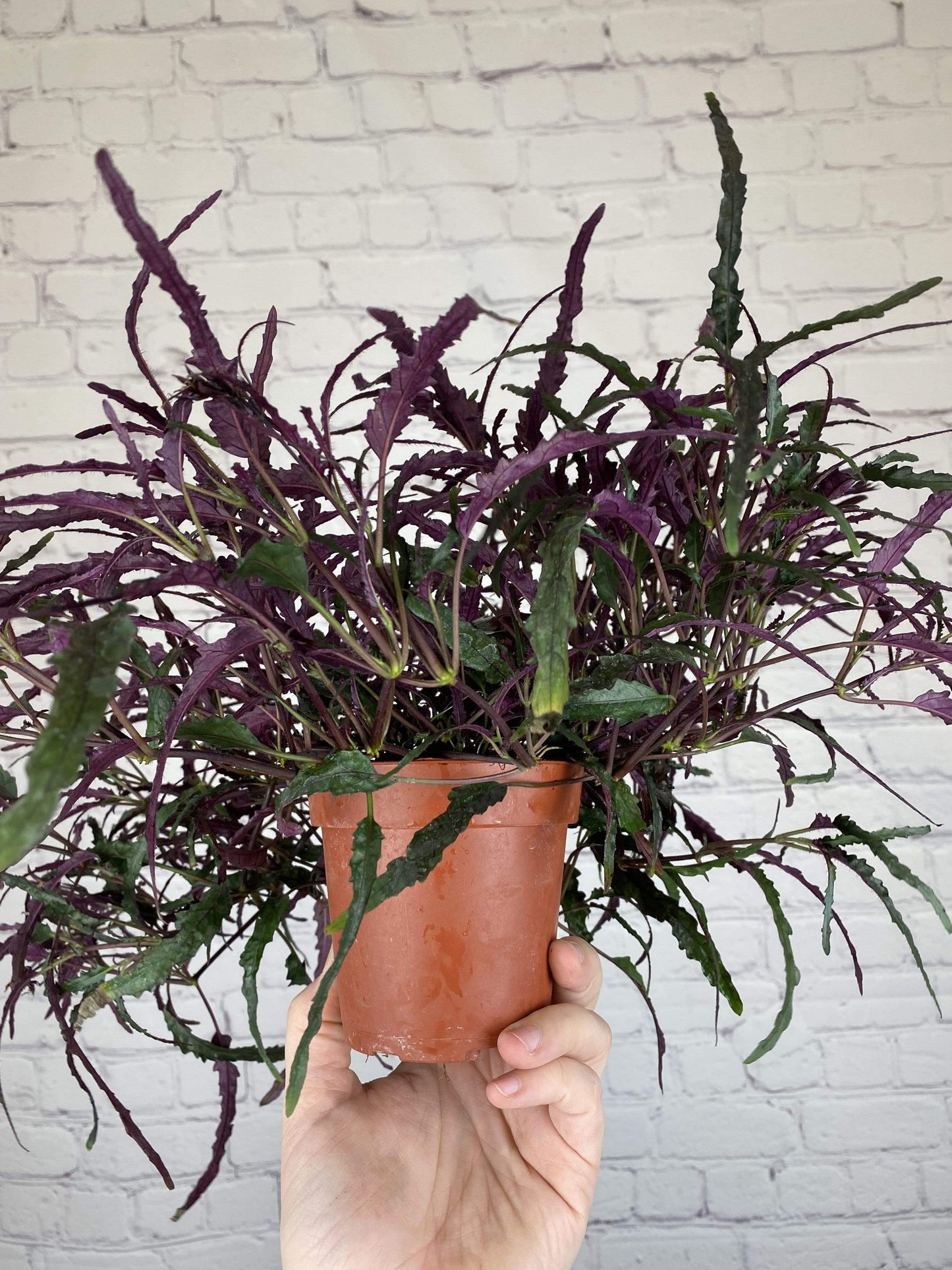 Plant Goals Plant Shop 4" Hemigraphis Dragon's Tongue