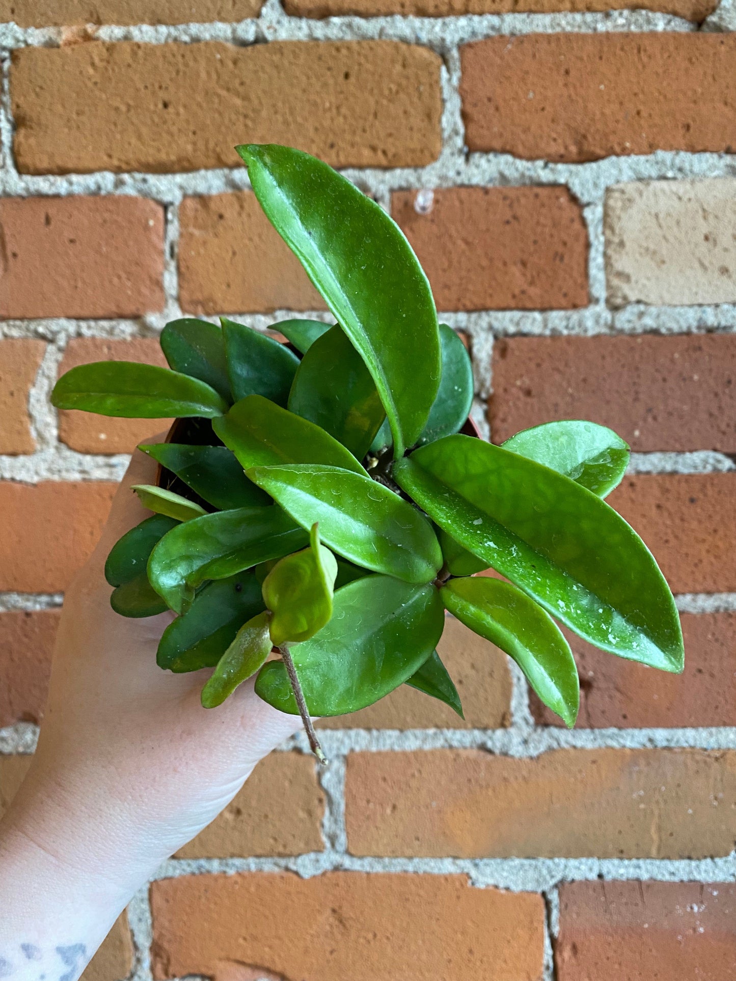 Plant Goals Plant Shop 4" Hoya Carnosa Green