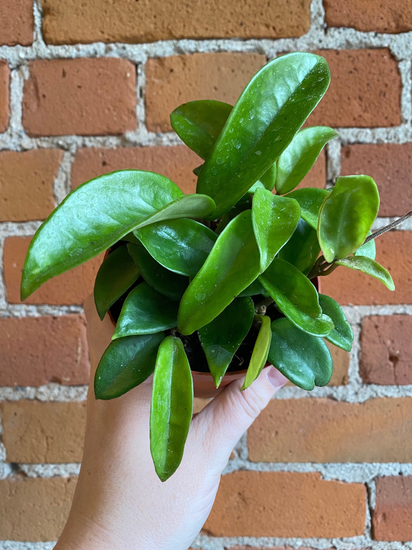 Plant Goals Plant Shop 4" Hoya Carnosa Green
