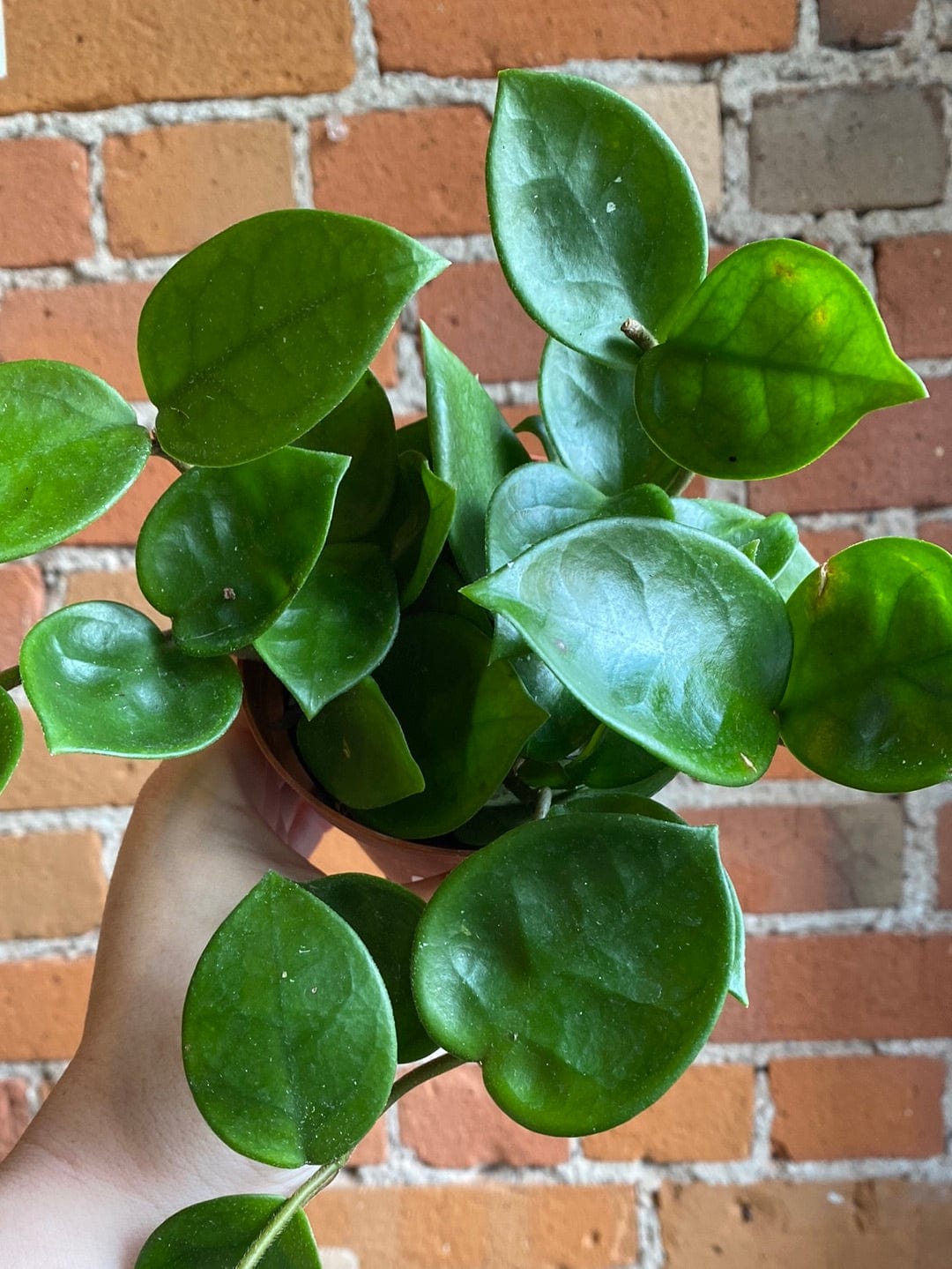 Plant Goals Plant Shop 4" Hoya Chelsea