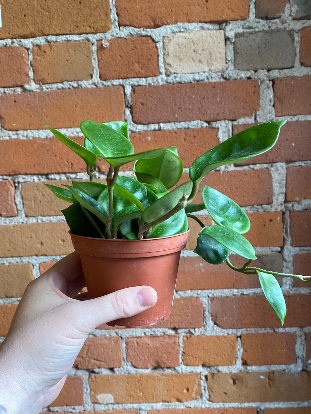 Plant Goals Plant Shop 4" Hoya Chelsea