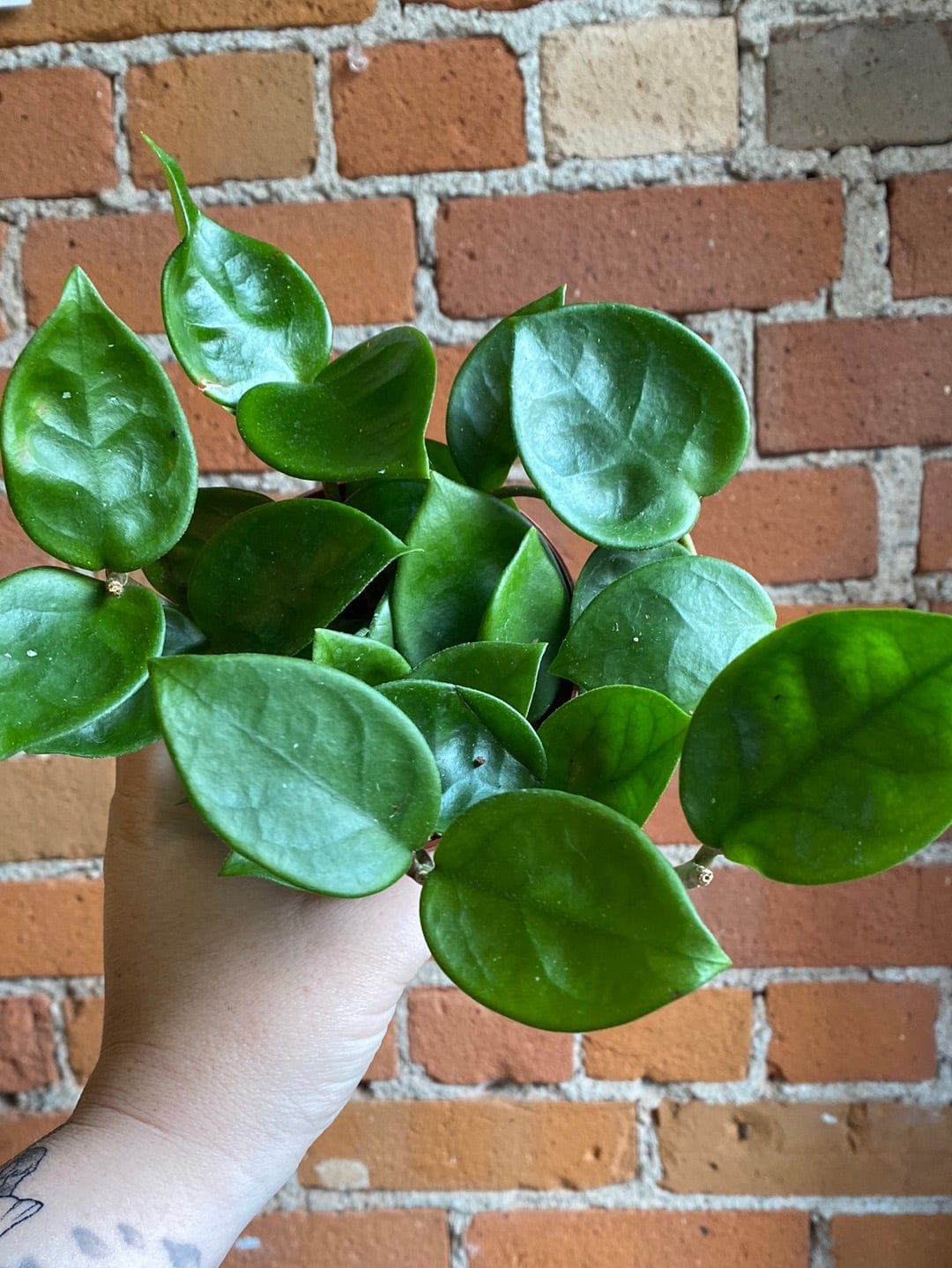 Plant Goals Plant Shop 4" Hoya Chelsea