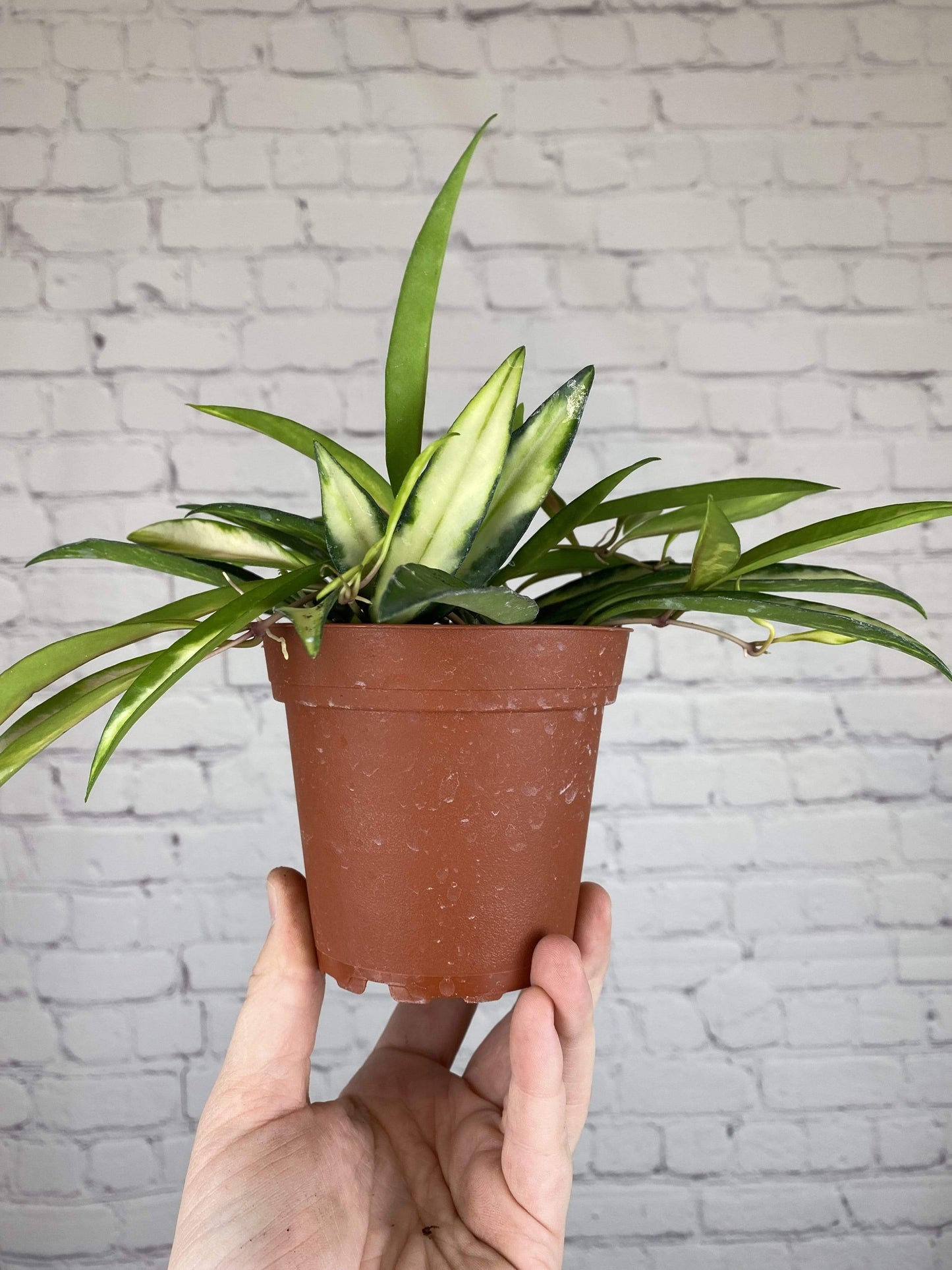 Plant Goals Plant Shop 4" Hoya Kentiana