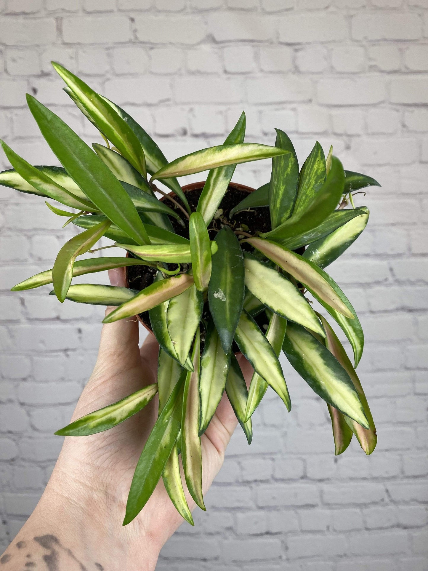 Plant Goals Plant Shop 4" Hoya Kentiana