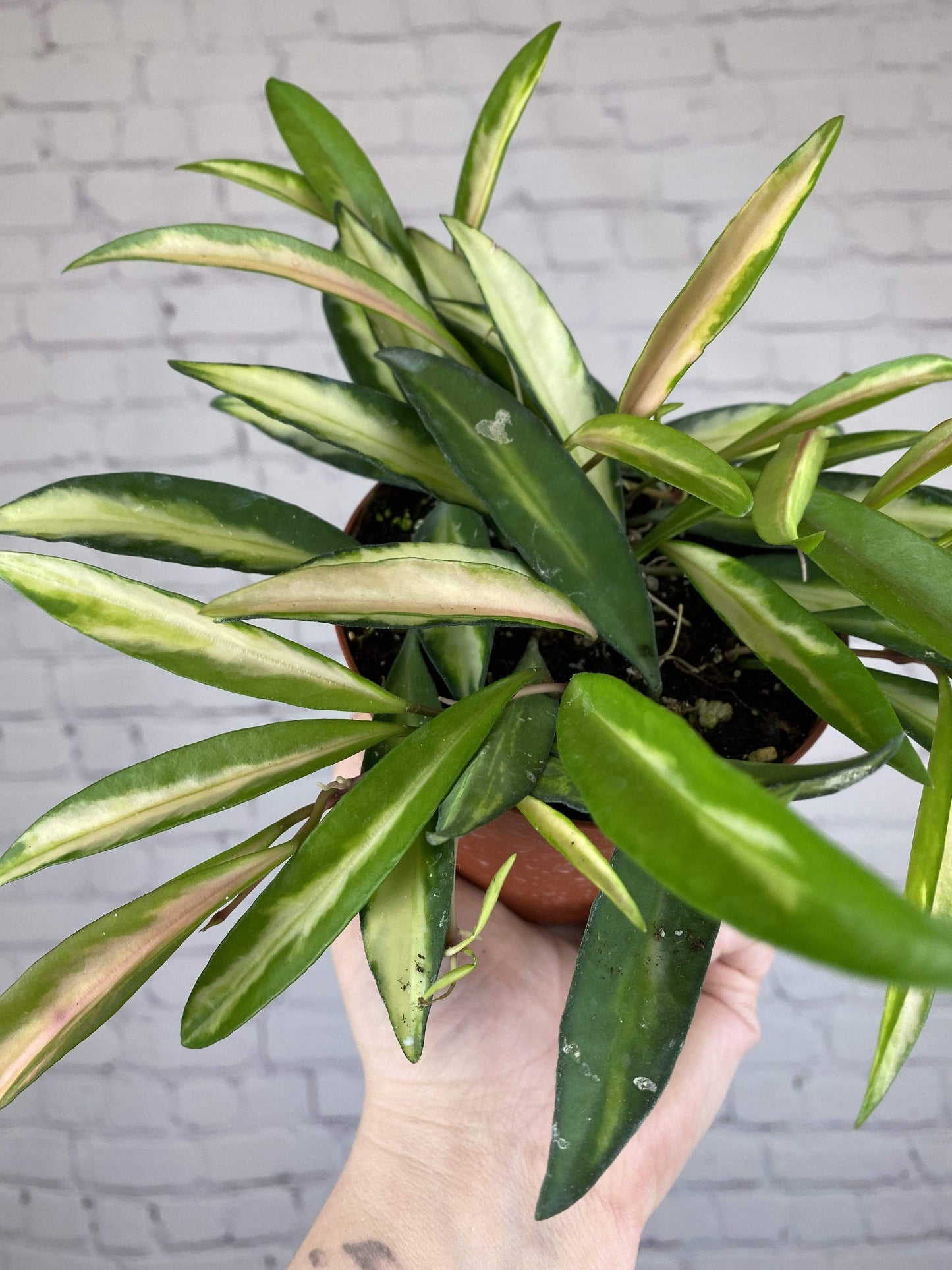 Plant Goals Plant Shop 4" Hoya Kentiana