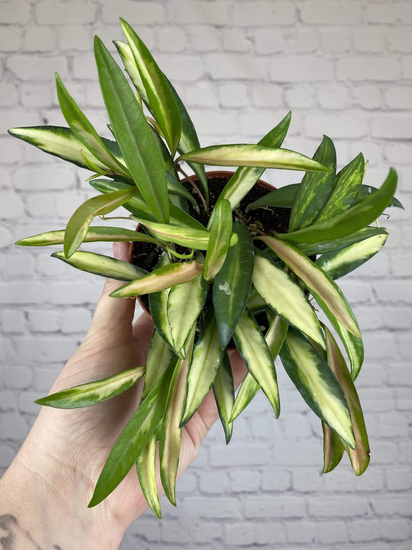 Plant Goals Plant Shop 4" Hoya Kentiana