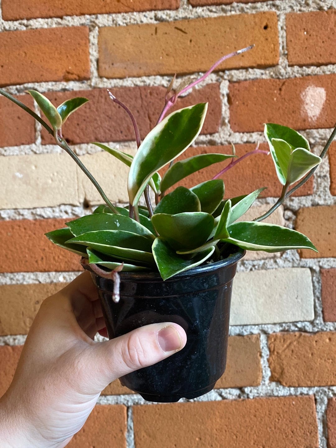 Plant Goals Plant Shop 4" Hoya Krimson Queen