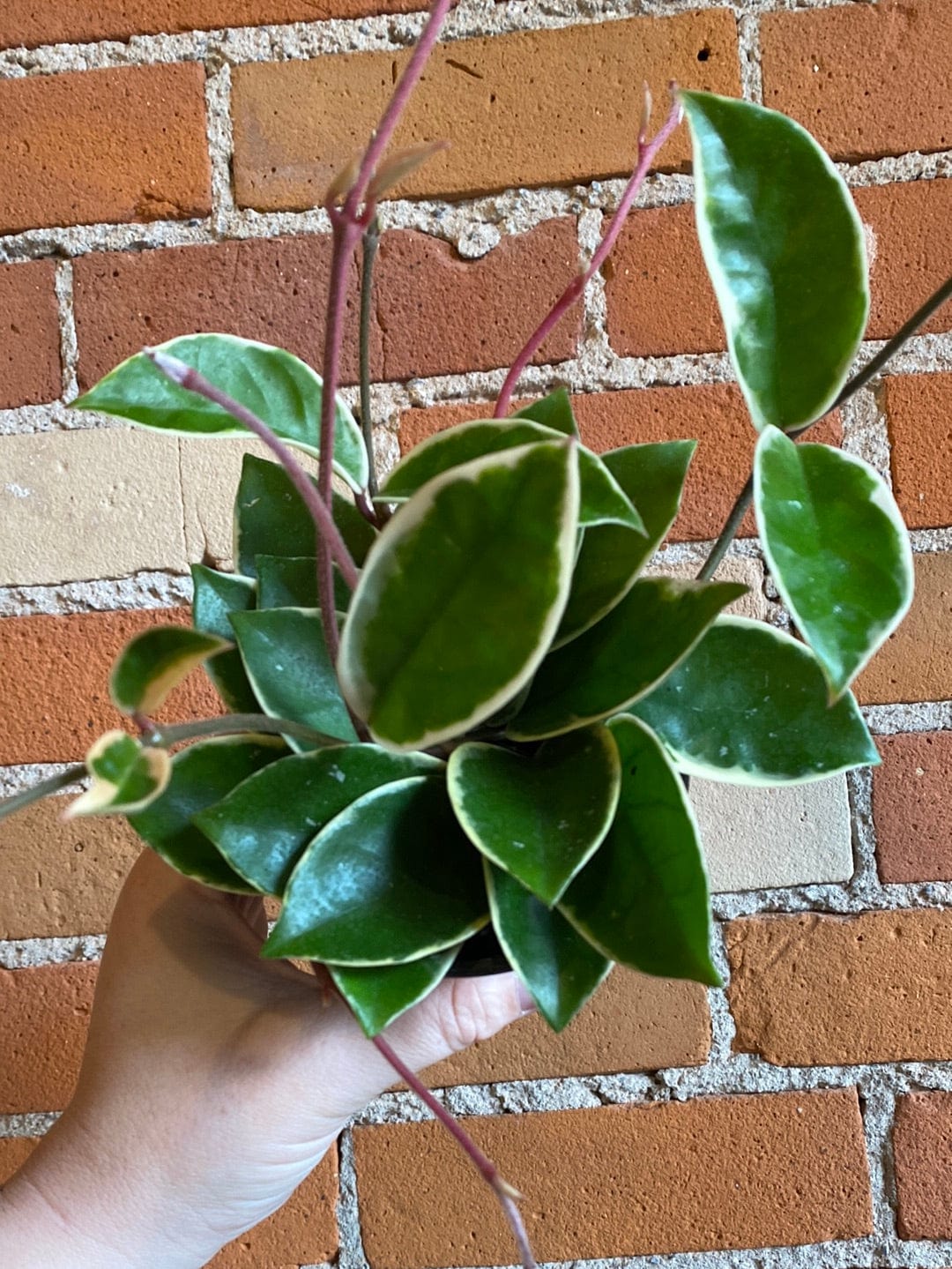 Plant Goals Plant Shop 4" Hoya Krimson Queen