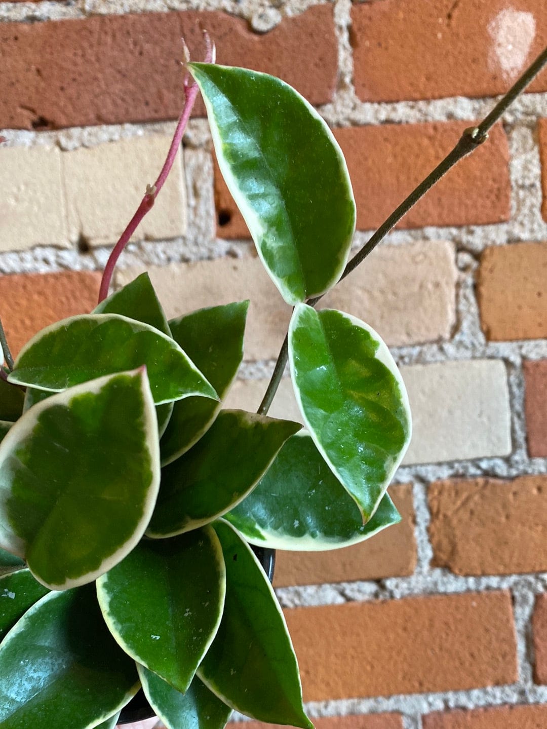 Plant Goals Plant Shop 4" Hoya Krimson Queen