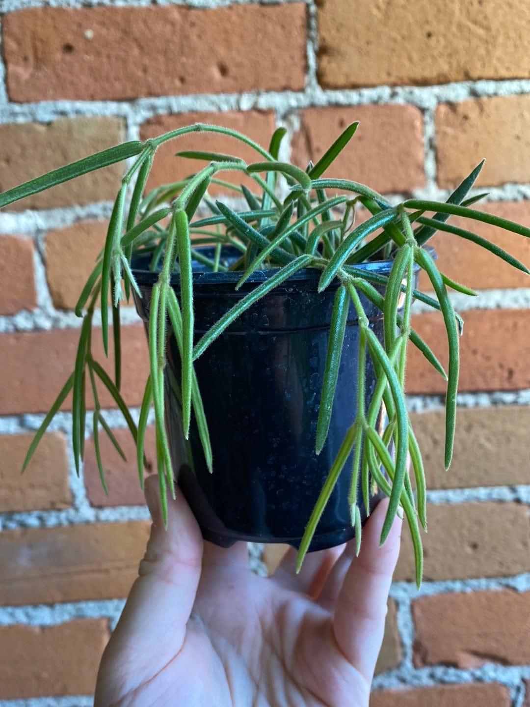 Plant Goals Plant Shop 4" Hoya Linearis