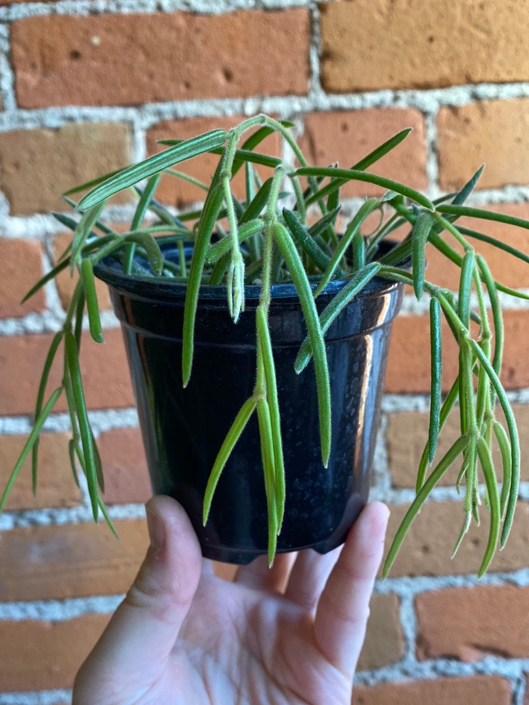 Plant Goals Plant Shop 4" Hoya Linearis