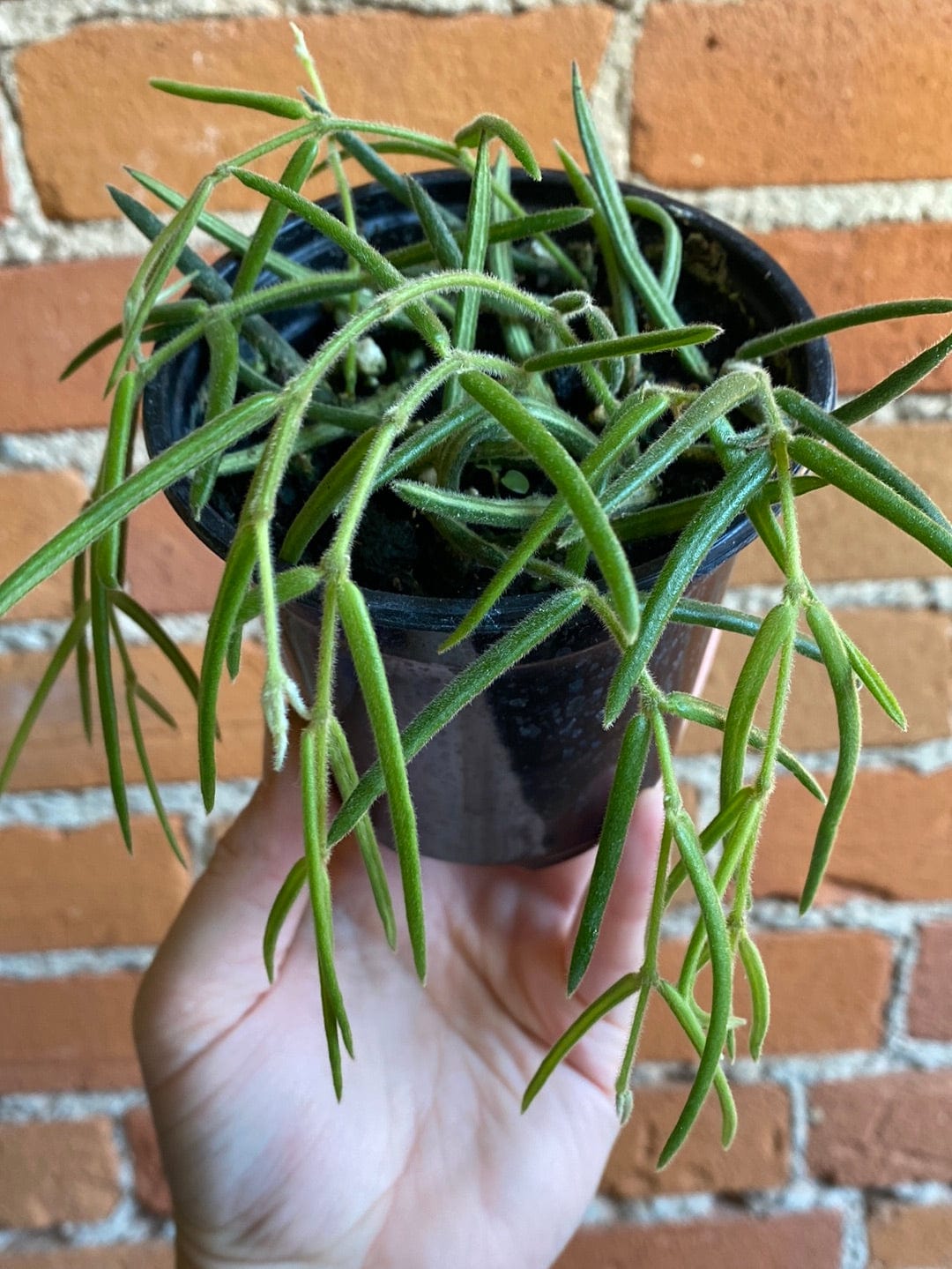 Plant Goals Plant Shop 4" Hoya Linearis