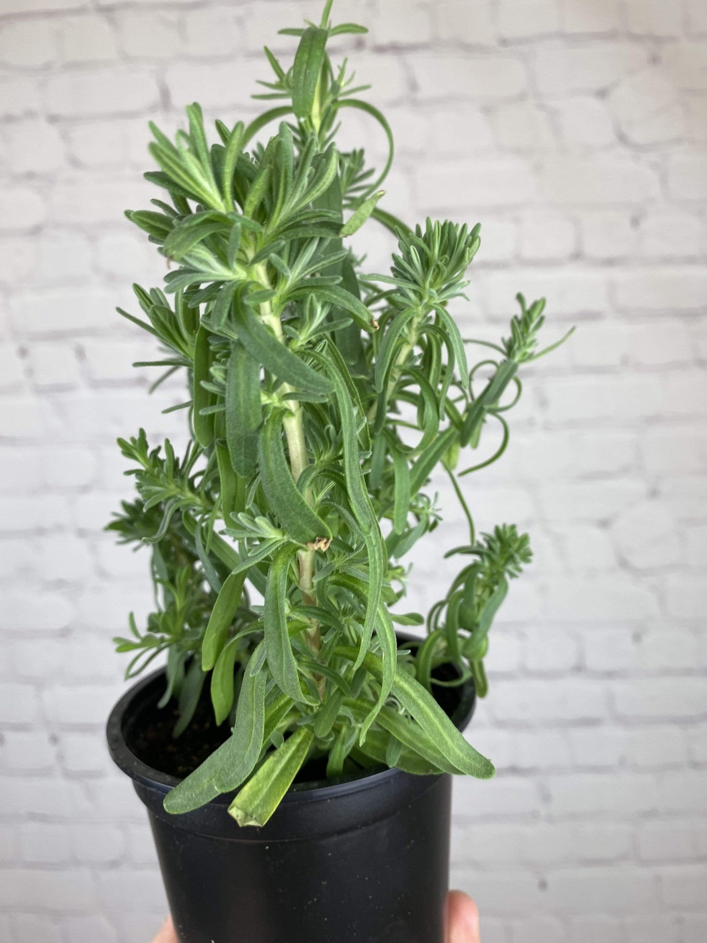 Plant Goals Plant Shop 4" Lavender