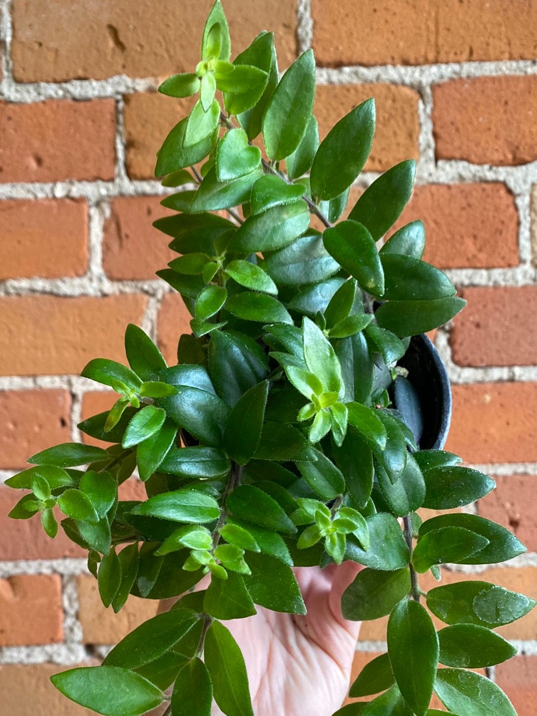 Plant Goals Plant Shop 4" Lipstick Mira | Aeschynanthus