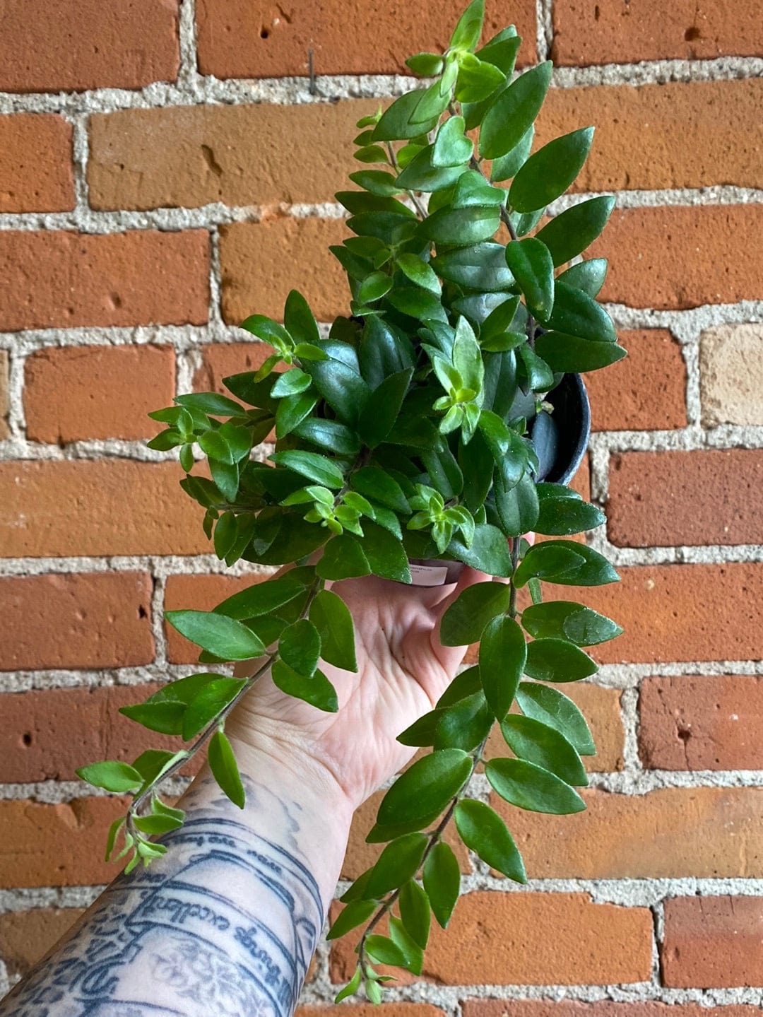 Plant Goals Plant Shop 4" Lipstick Mira | Aeschynanthus
