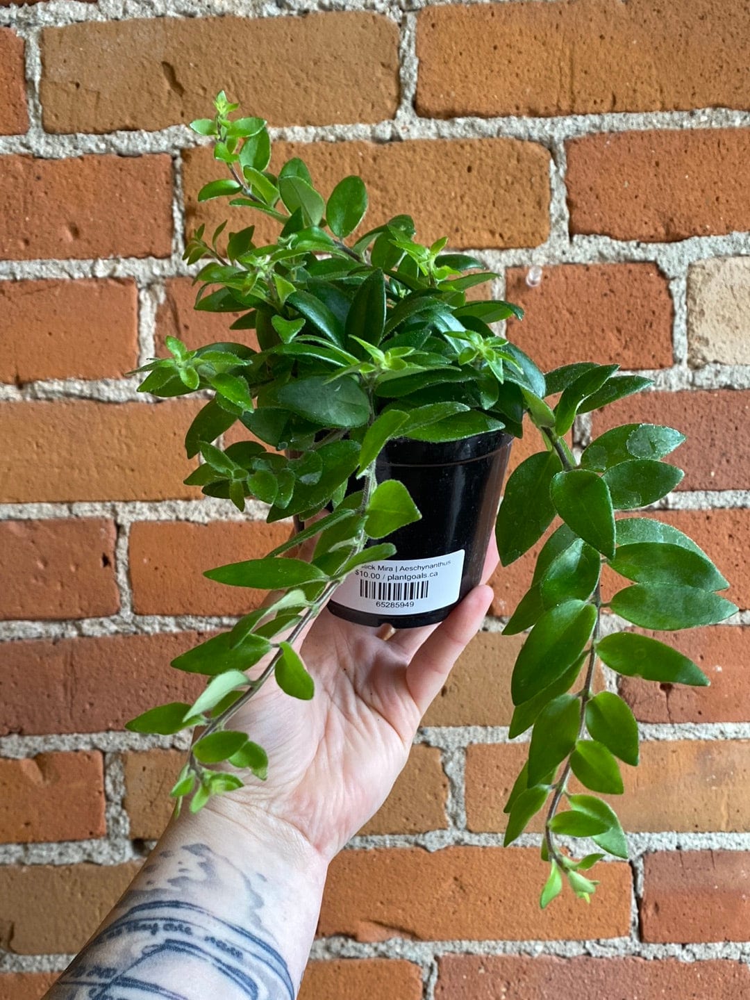 Plant Goals Plant Shop 4" Lipstick Mira | Aeschynanthus