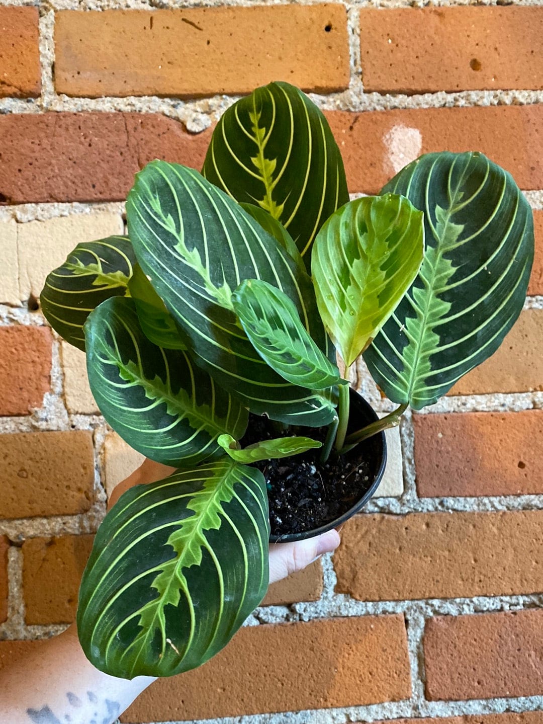 Plant Goals Plant Shop 4" Maranta Lemon Lime