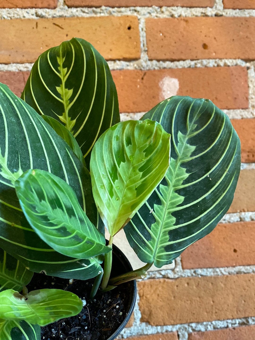 Plant Goals Plant Shop 4" Maranta Lemon Lime