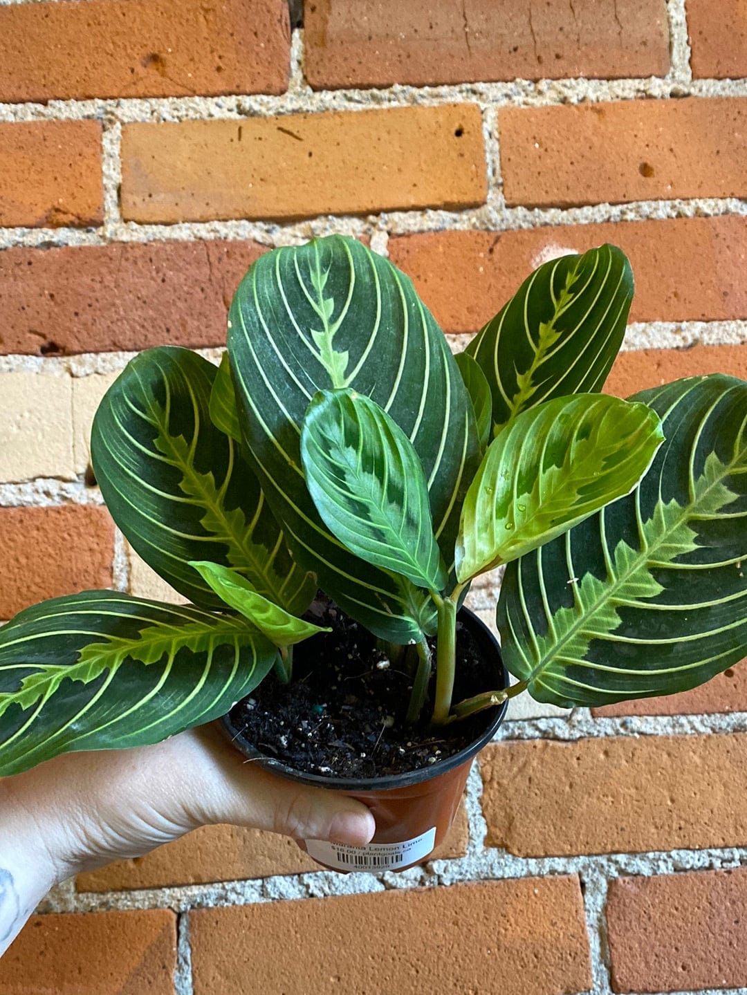 Plant Goals Plant Shop 4" Maranta Lemon Lime