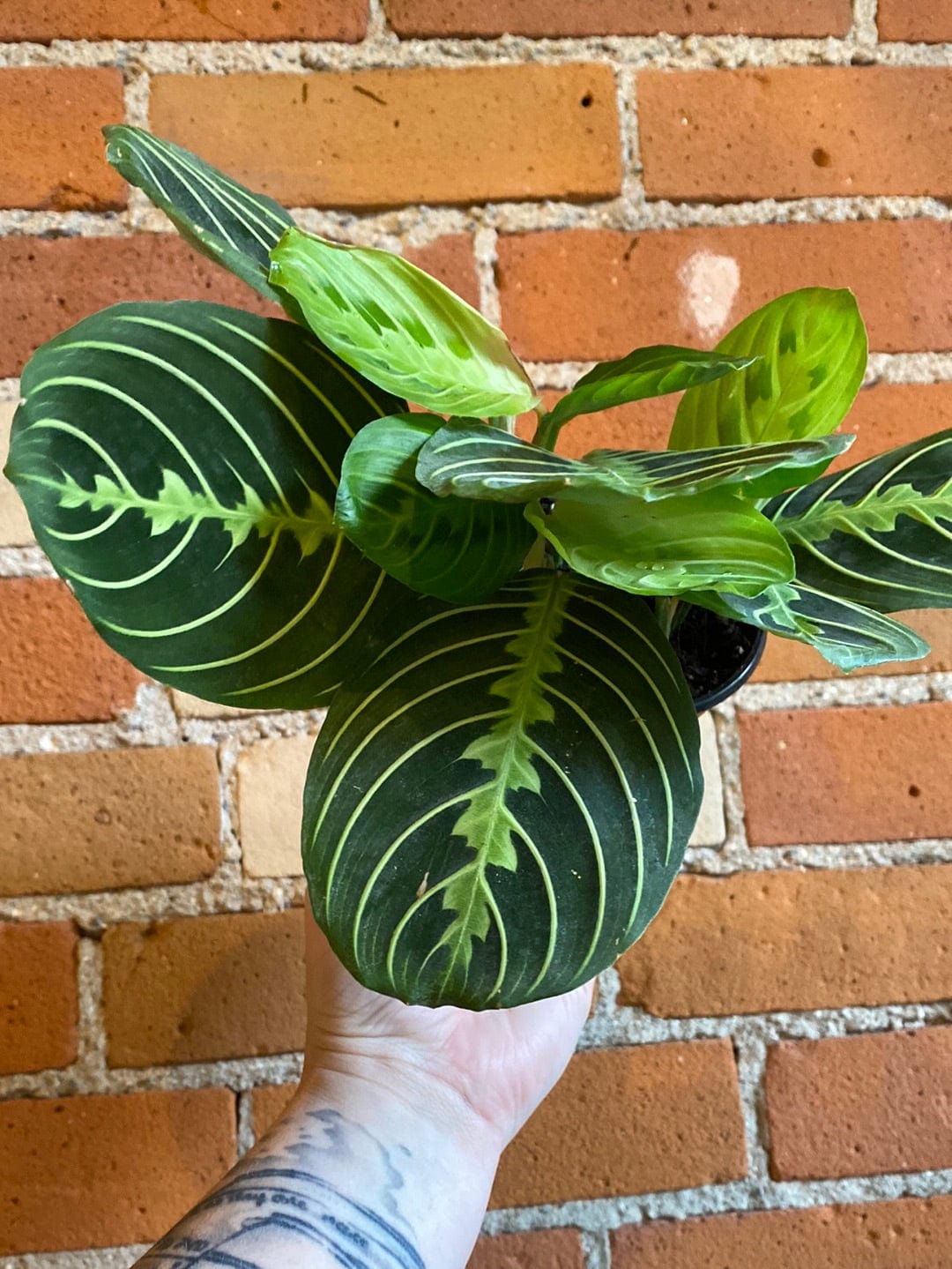 Plant Goals Plant Shop 4" Maranta Lemon Lime