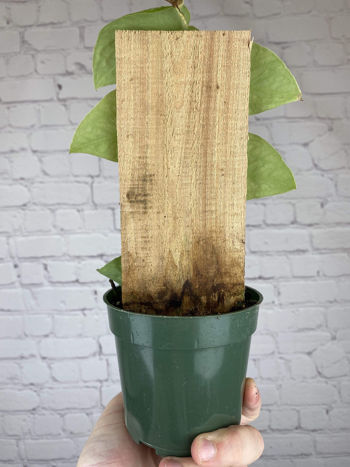 Plant Goals Plant Shop 4" Monstera Dubia