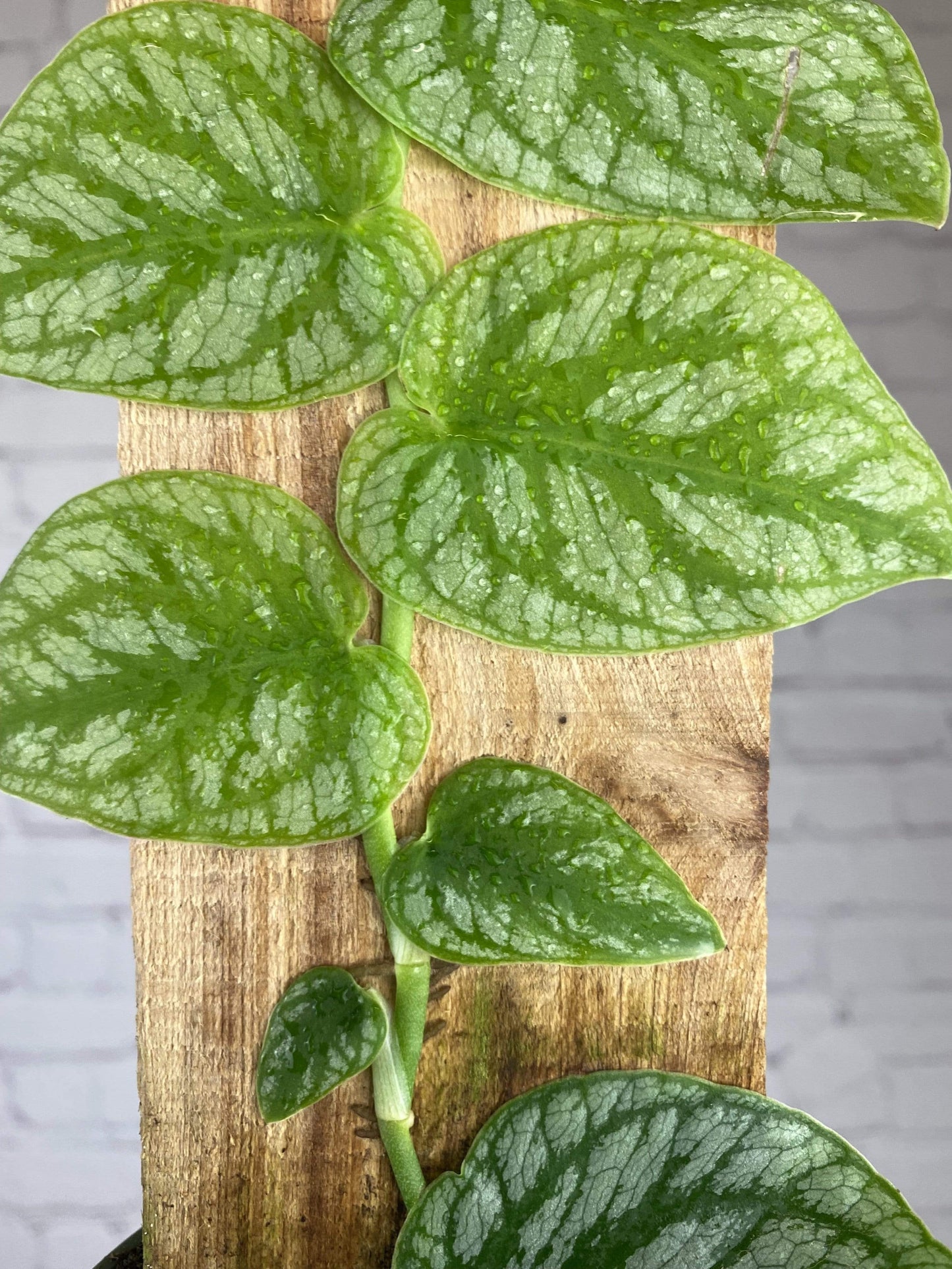 Plant Goals Plant Shop 4" Monstera Dubia