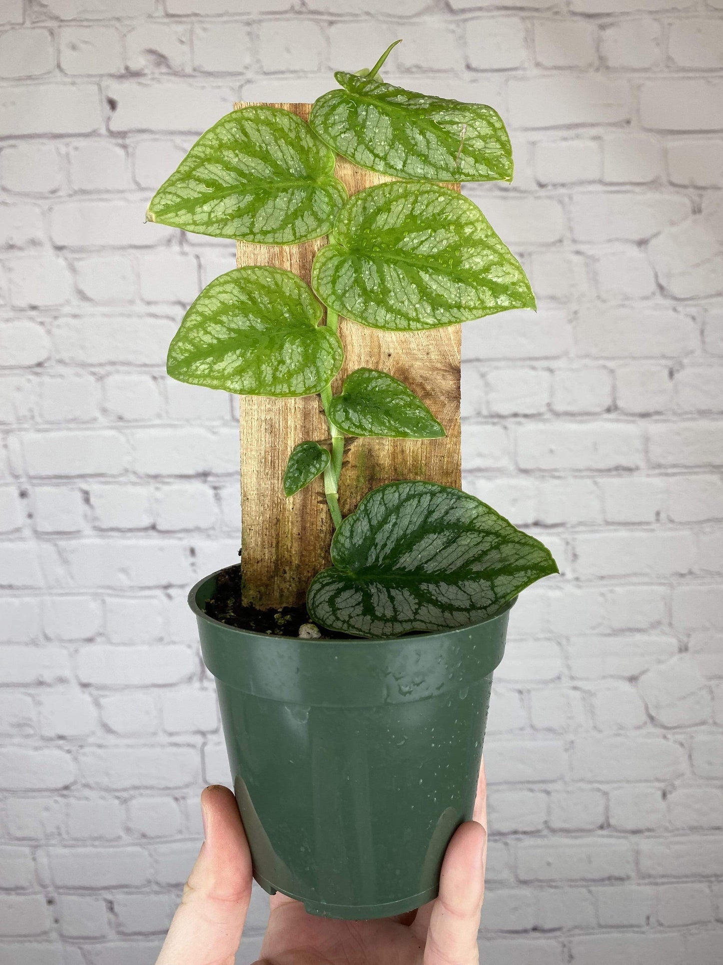 Plant Goals Plant Shop 4" Monstera Dubia
