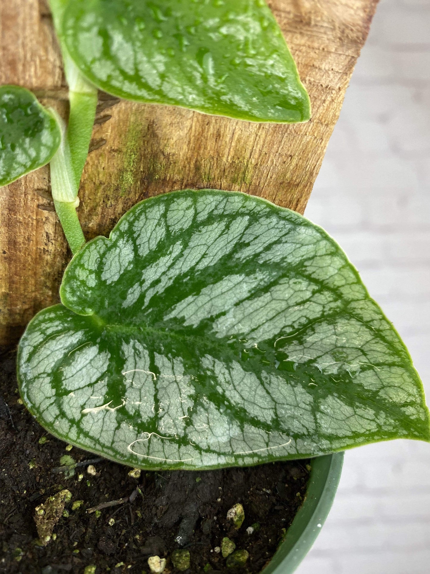 Plant Goals Plant Shop 4" Monstera Dubia