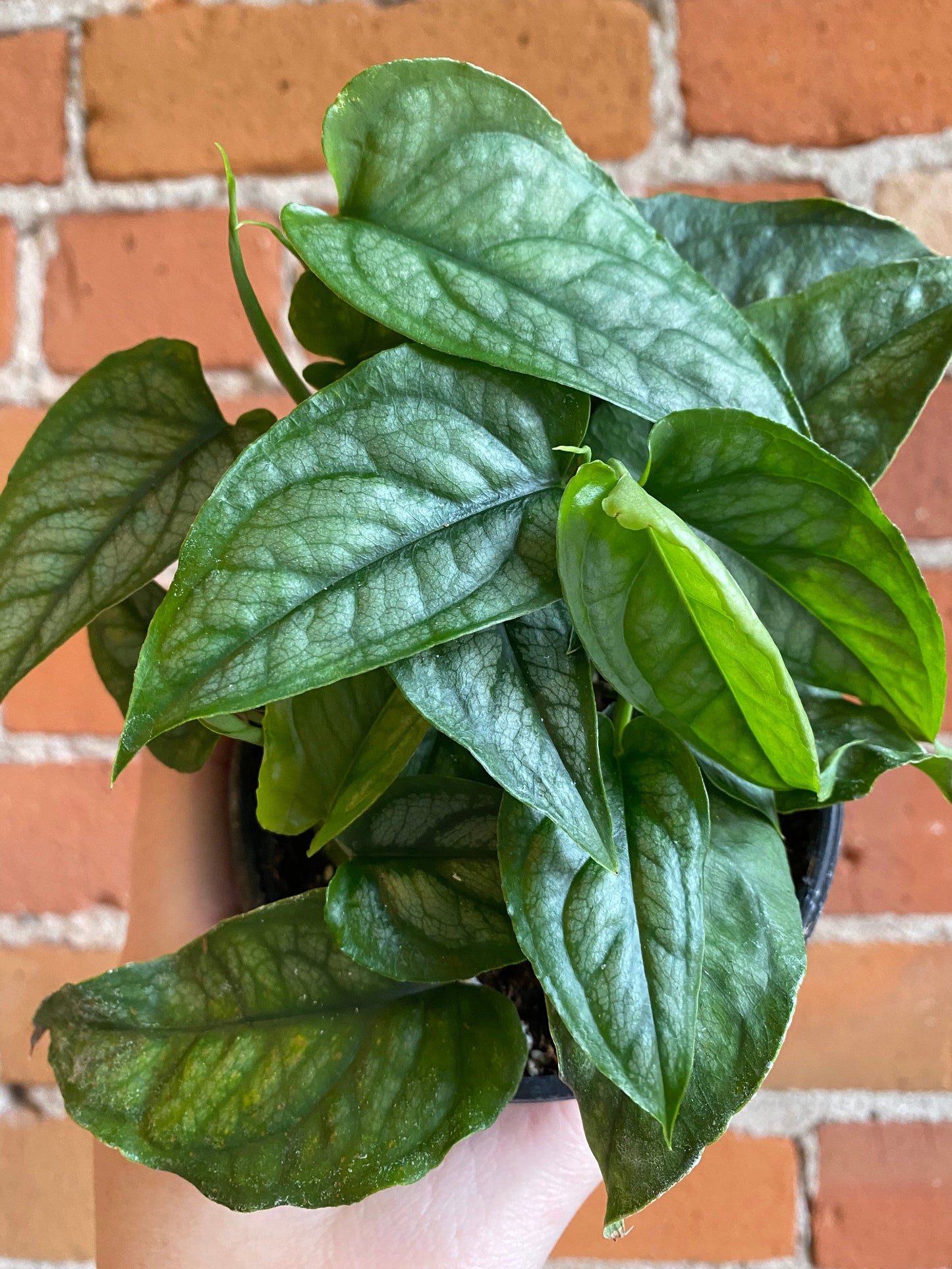 Plant Goals Plant Shop 4" Monstera Siltepecana