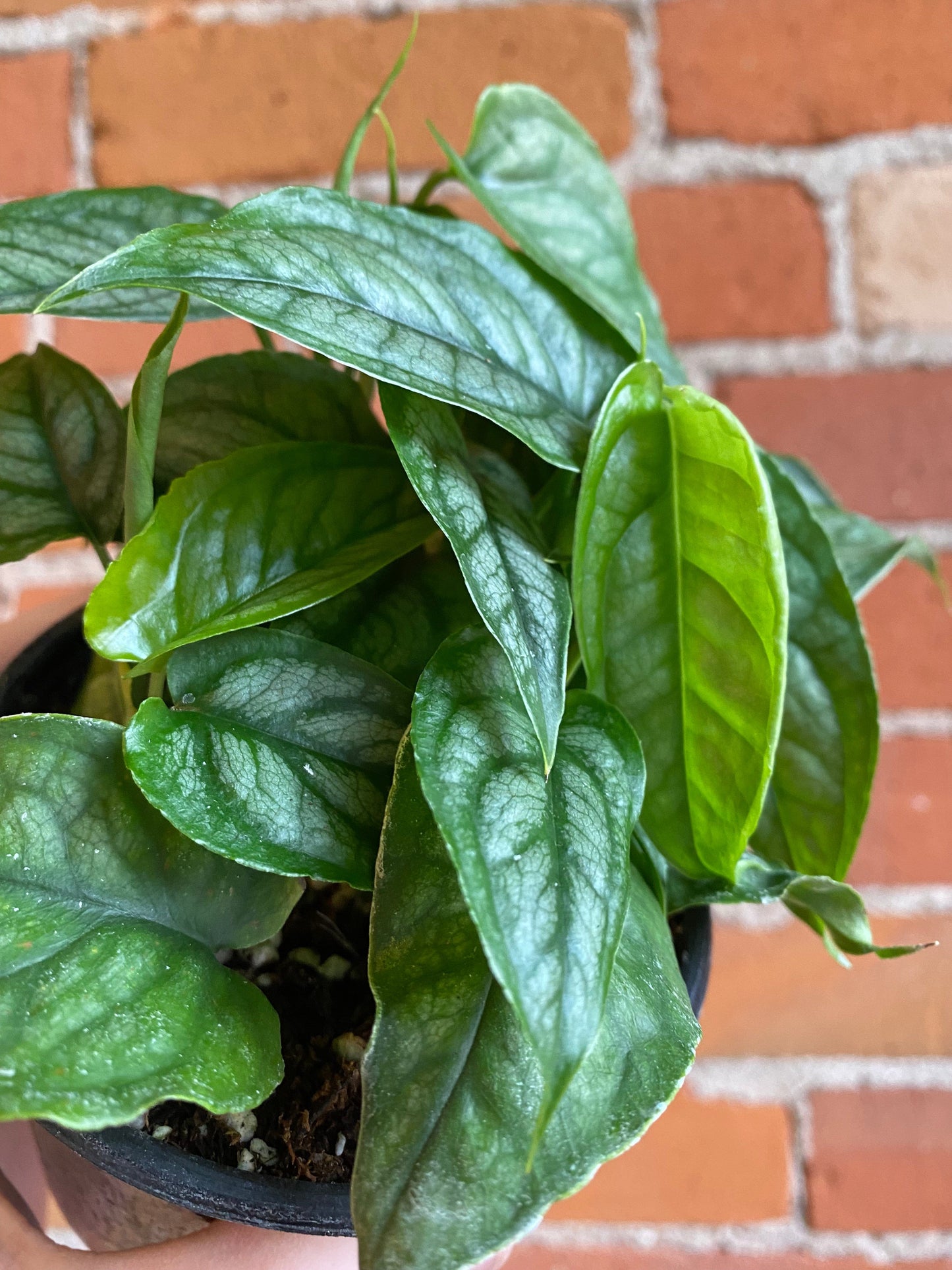 Plant Goals Plant Shop 4" Monstera Siltepecana