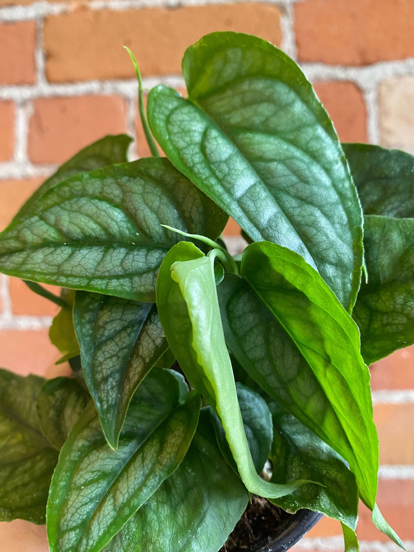 Plant Goals Plant Shop 4" Monstera Siltepecana