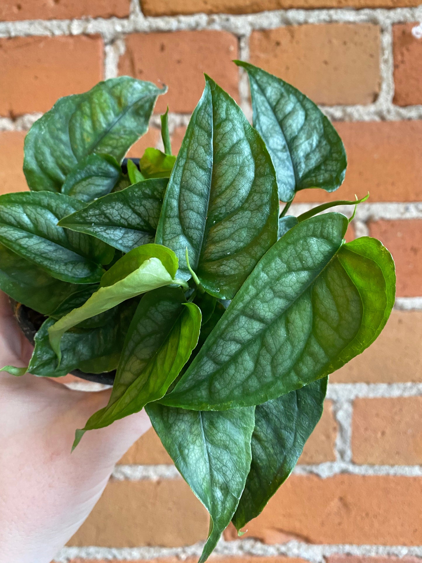 Plant Goals Plant Shop 4" Monstera Siltepecana