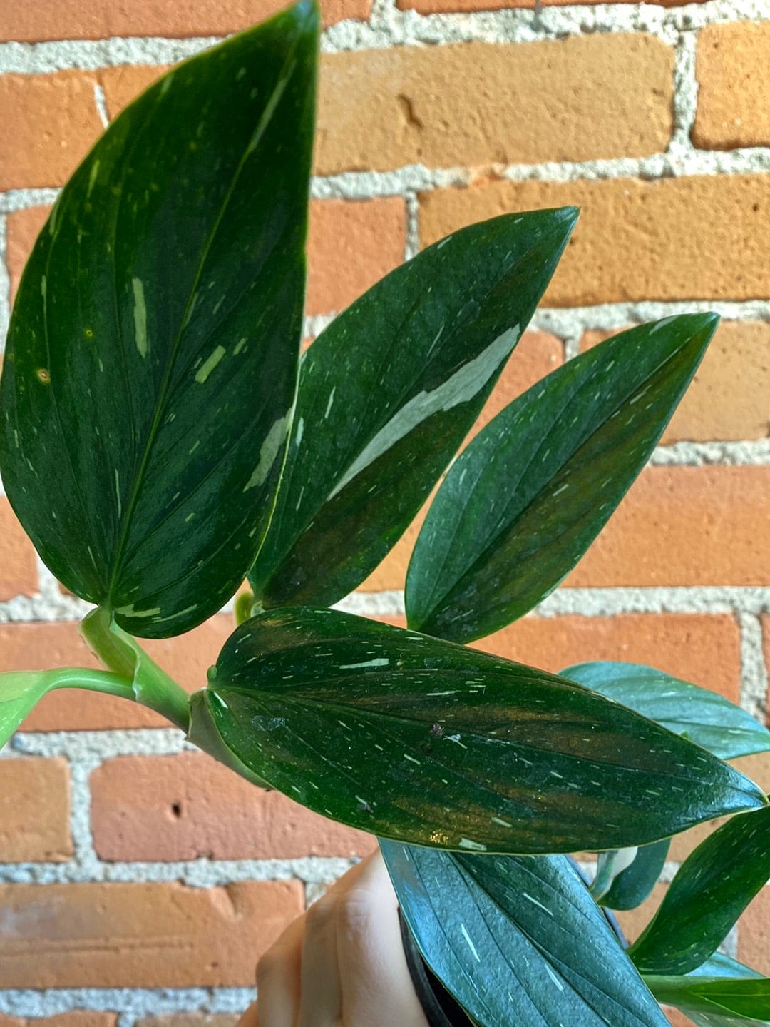 Plant Goals Plant Shop 4" Monstera Standleyana Albo