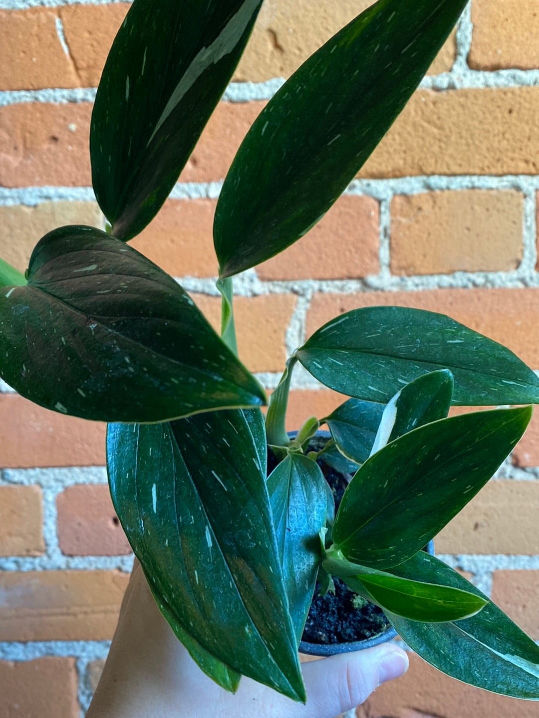 Plant Goals Plant Shop 4" Monstera Standleyana Albo