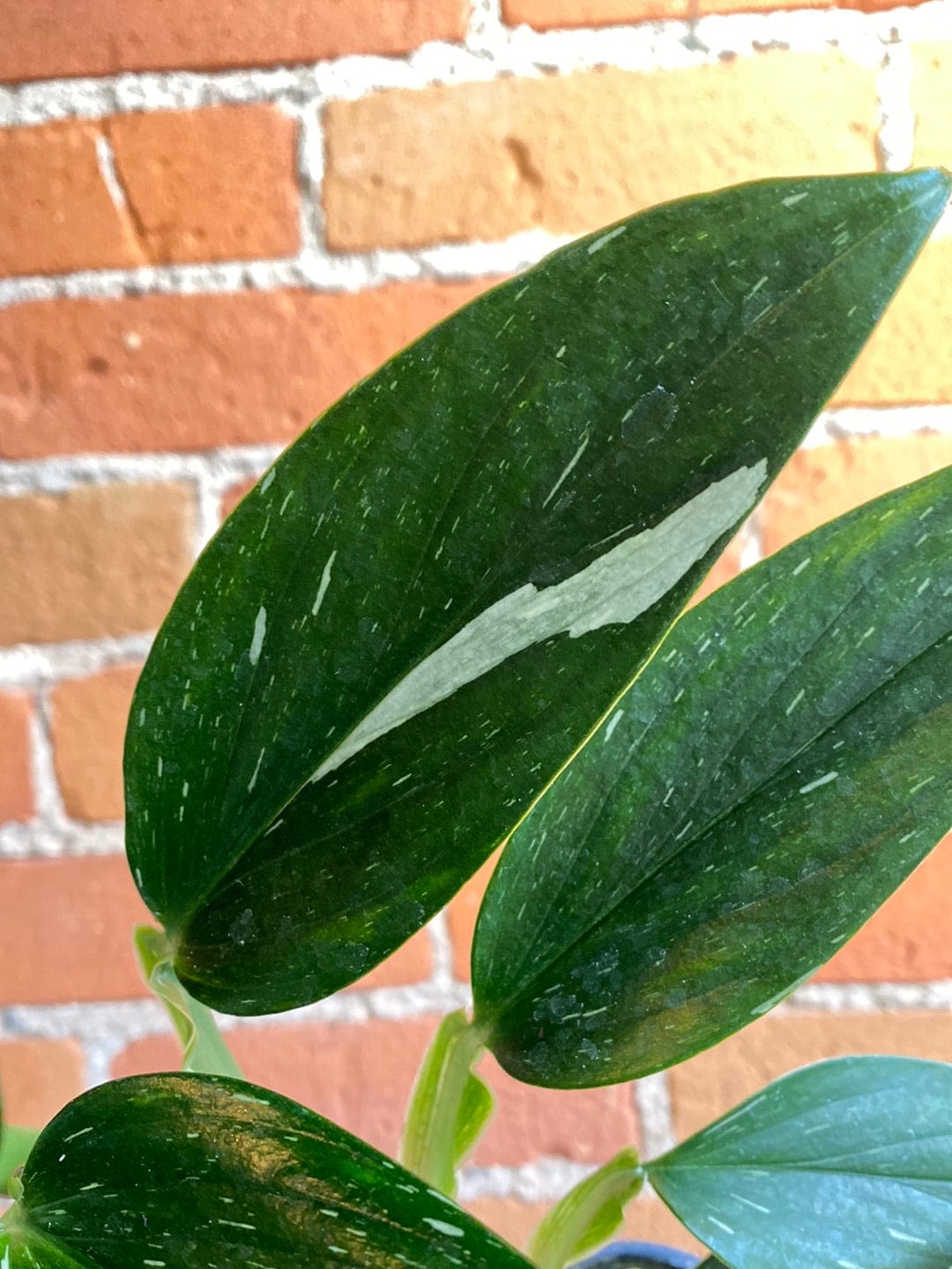 Plant Goals Plant Shop 4" Monstera Standleyana Albo