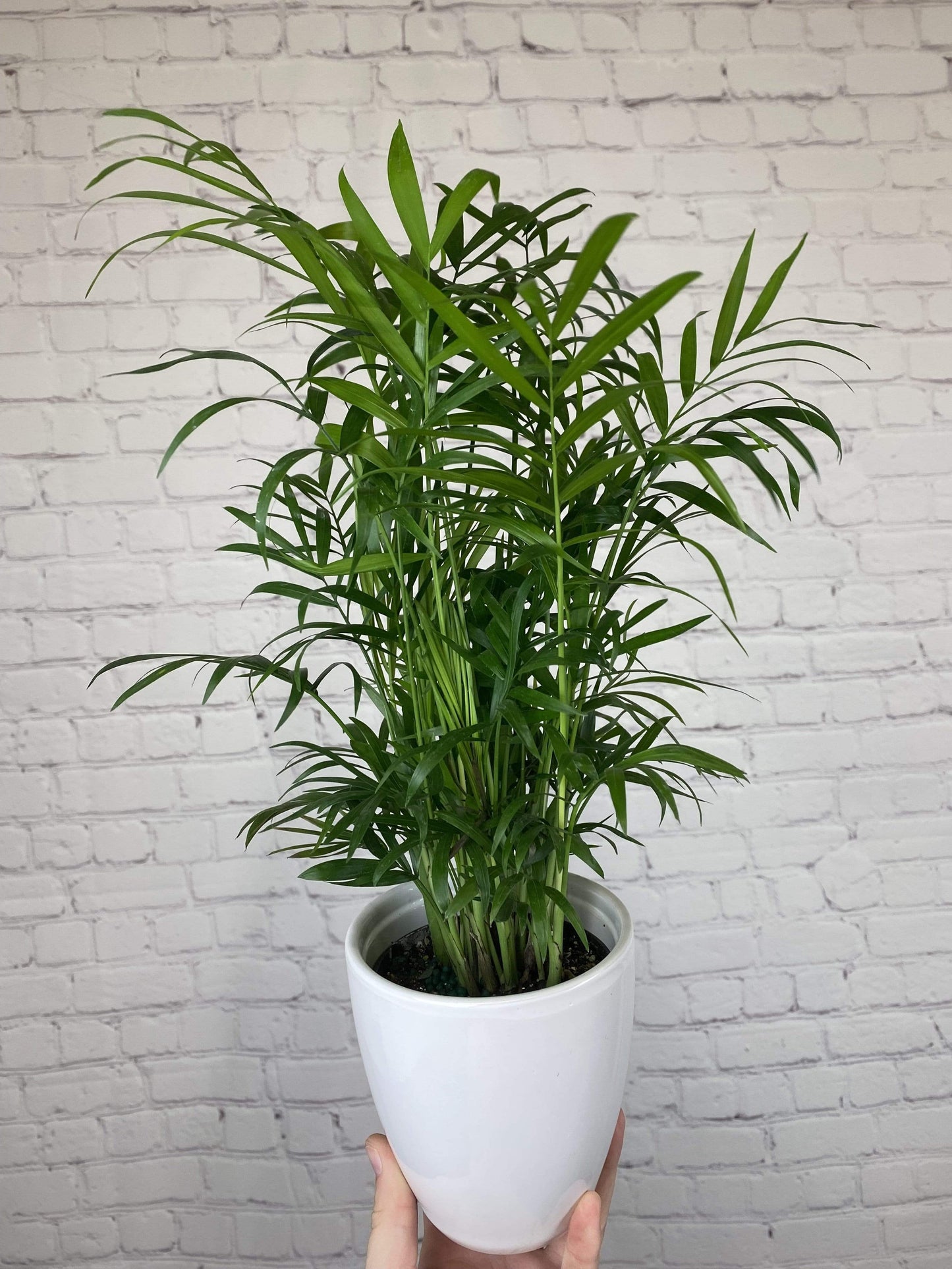 Plant Goals Plant Shop 4" Neanthe Bella Palm